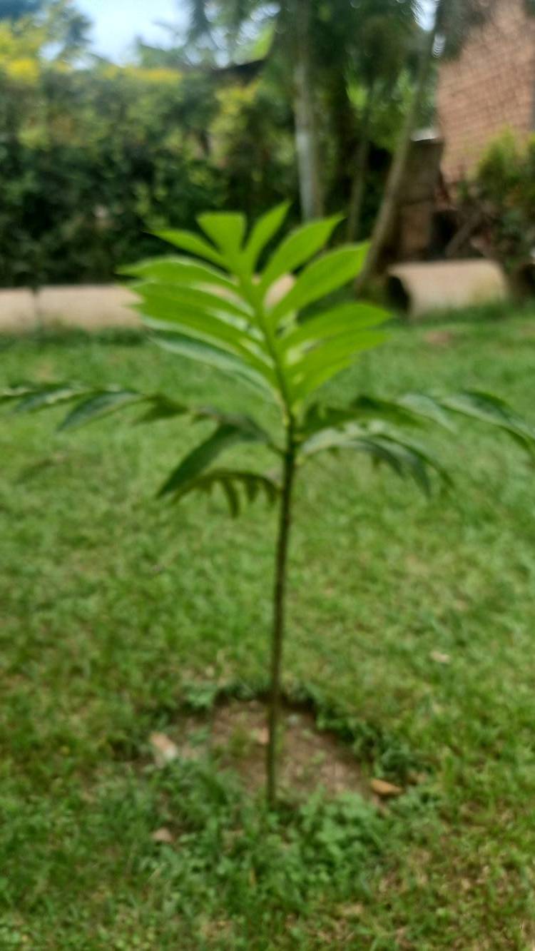 tree
