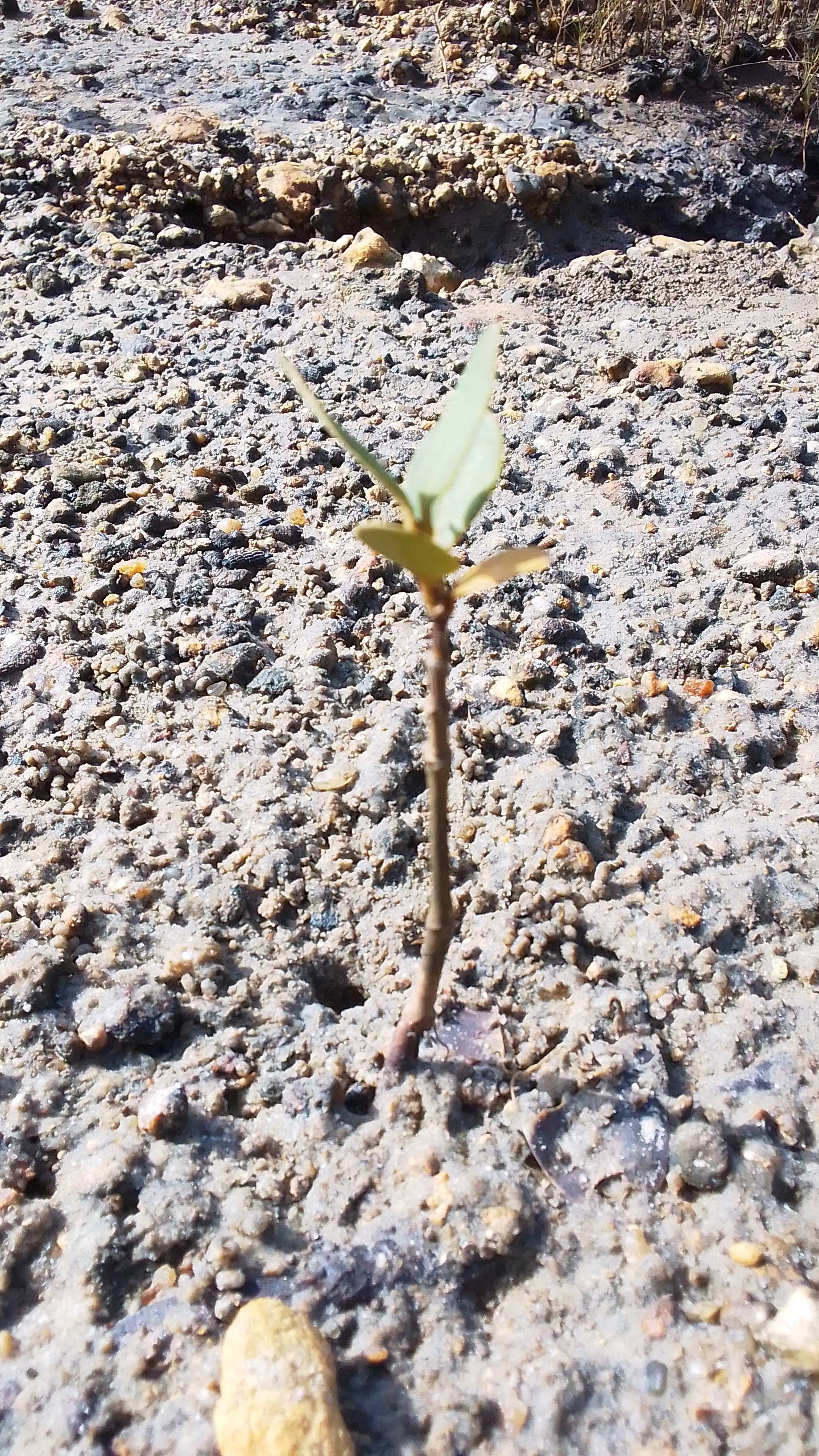 tree