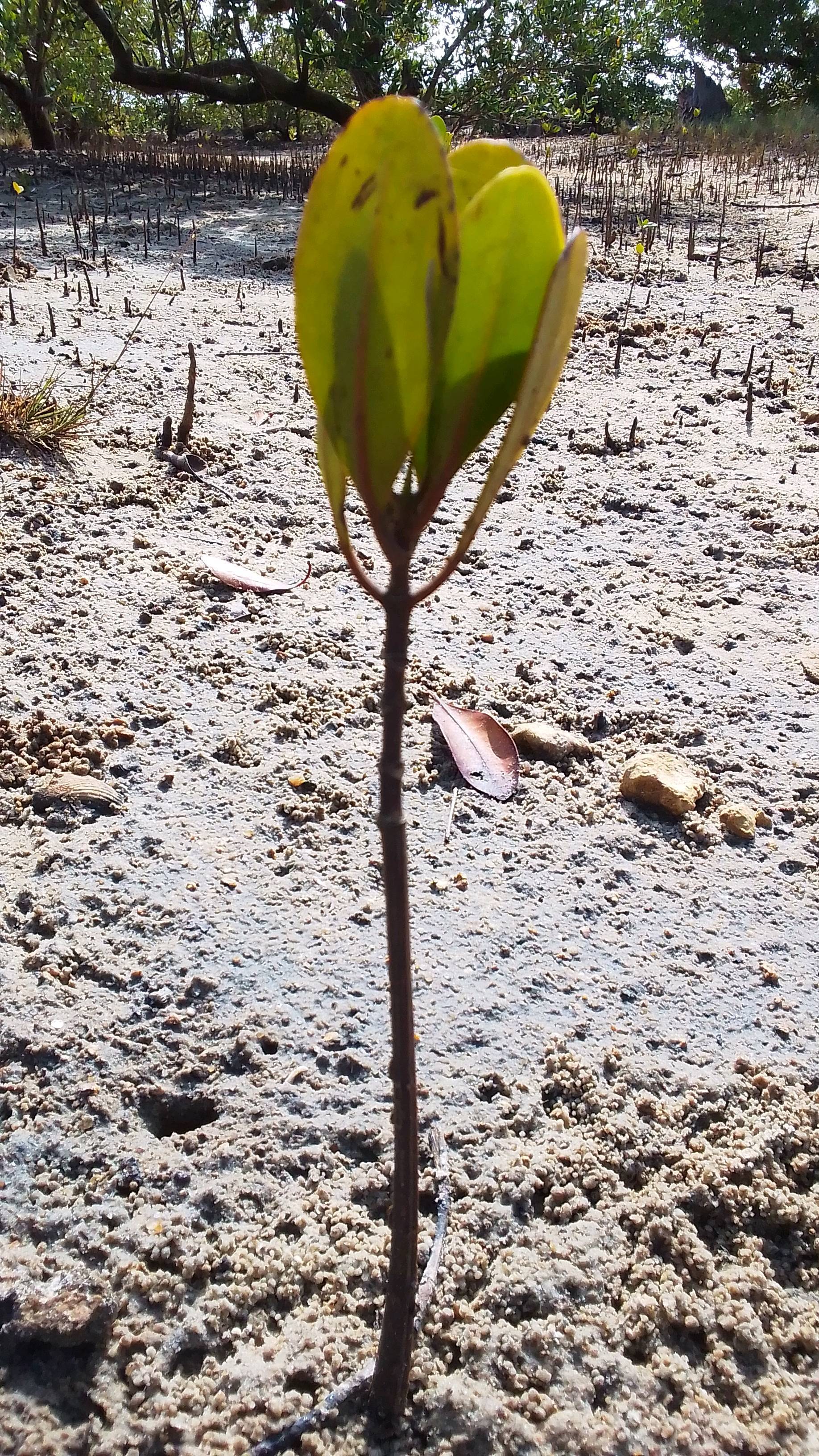 tree