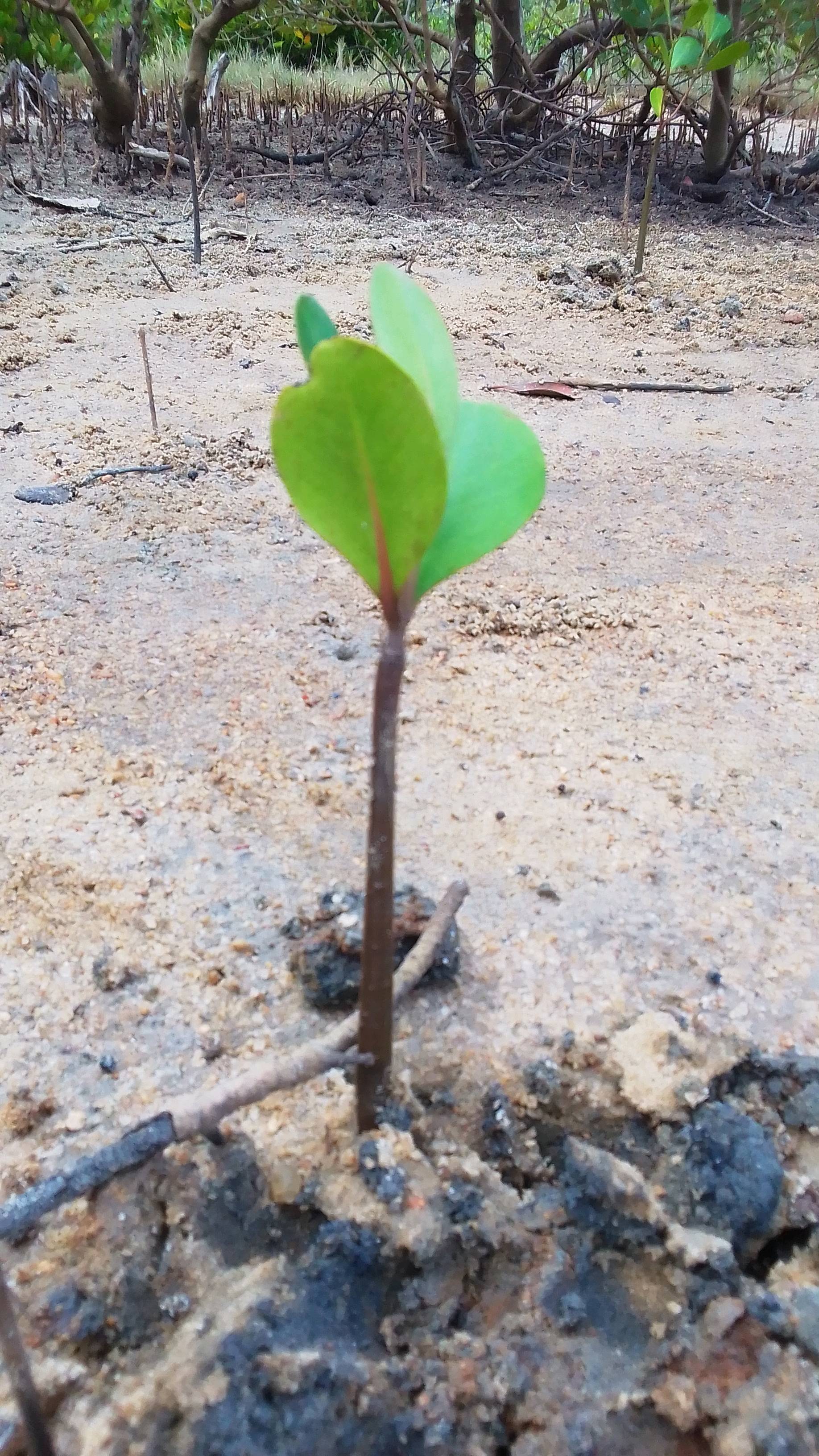 tree