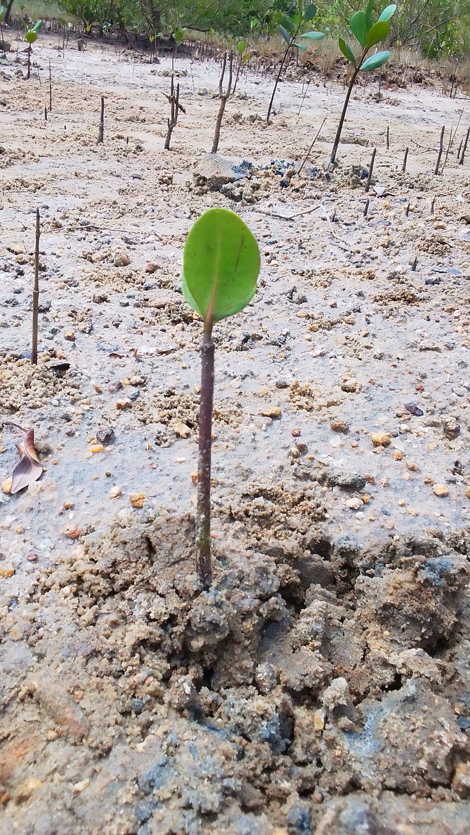 tree