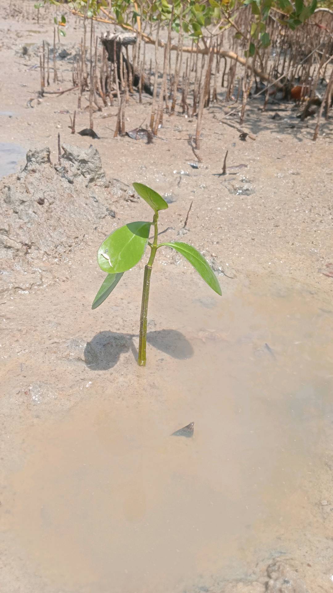 tree