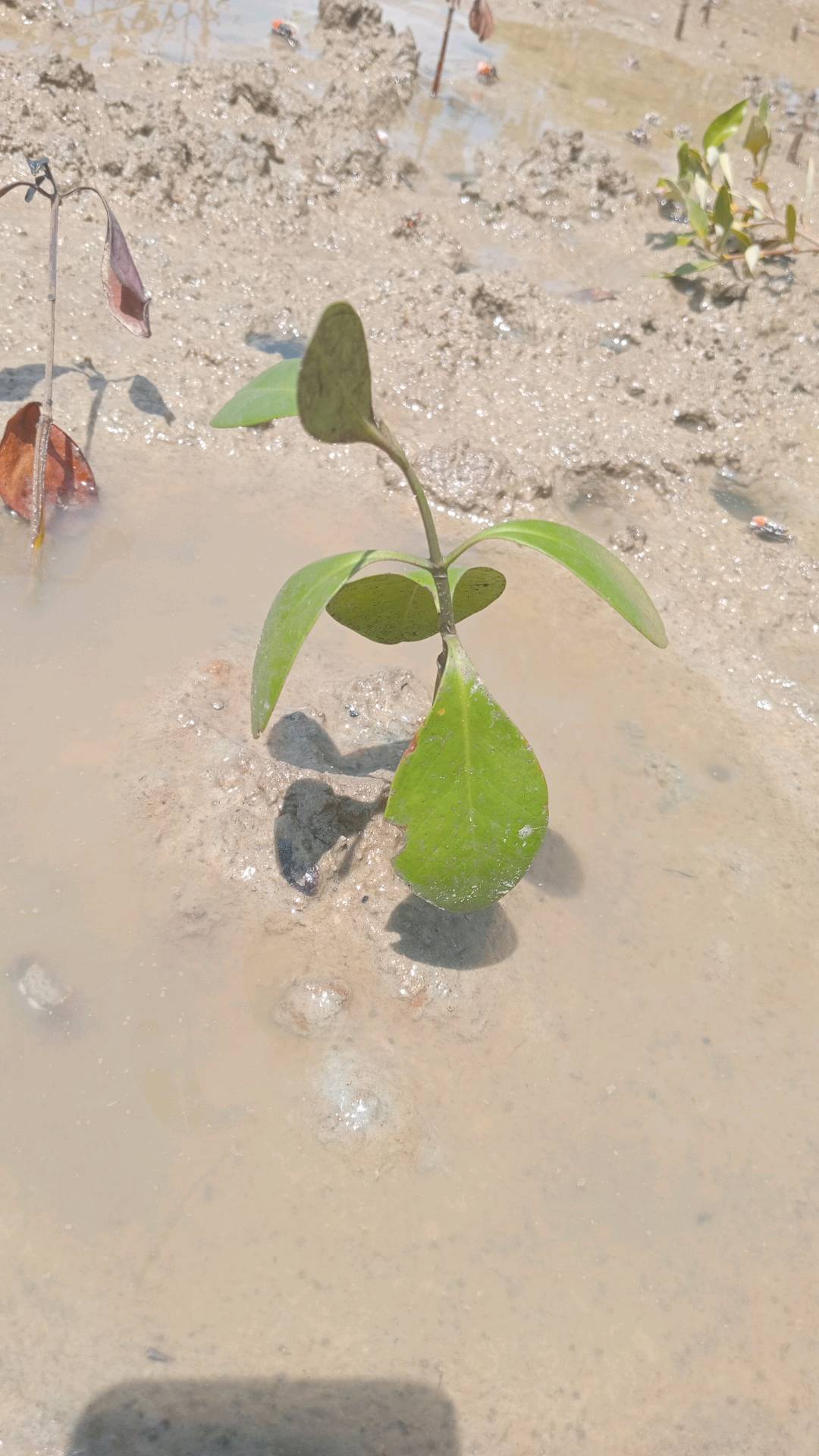 tree