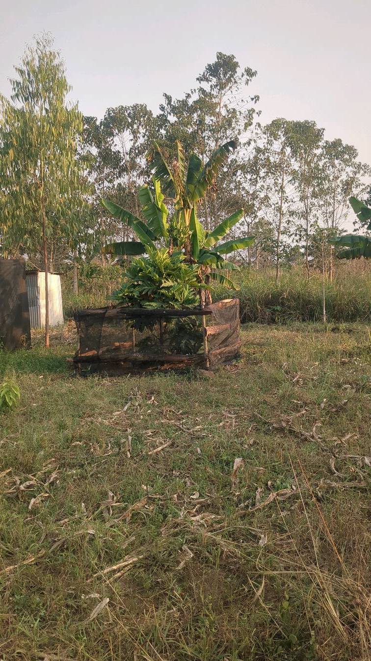 tree