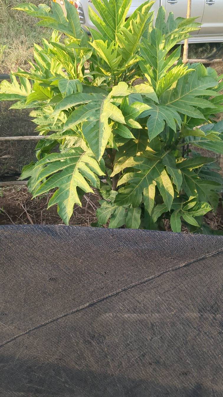 tree