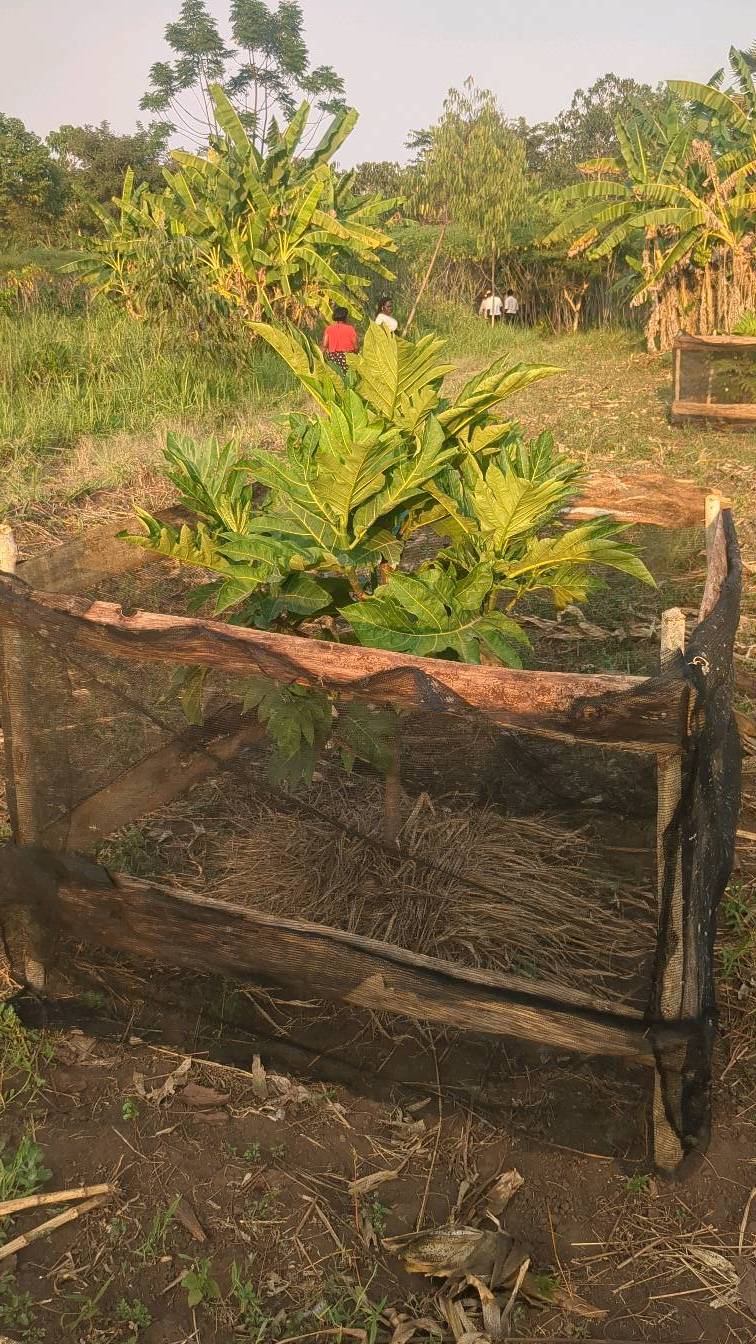 tree