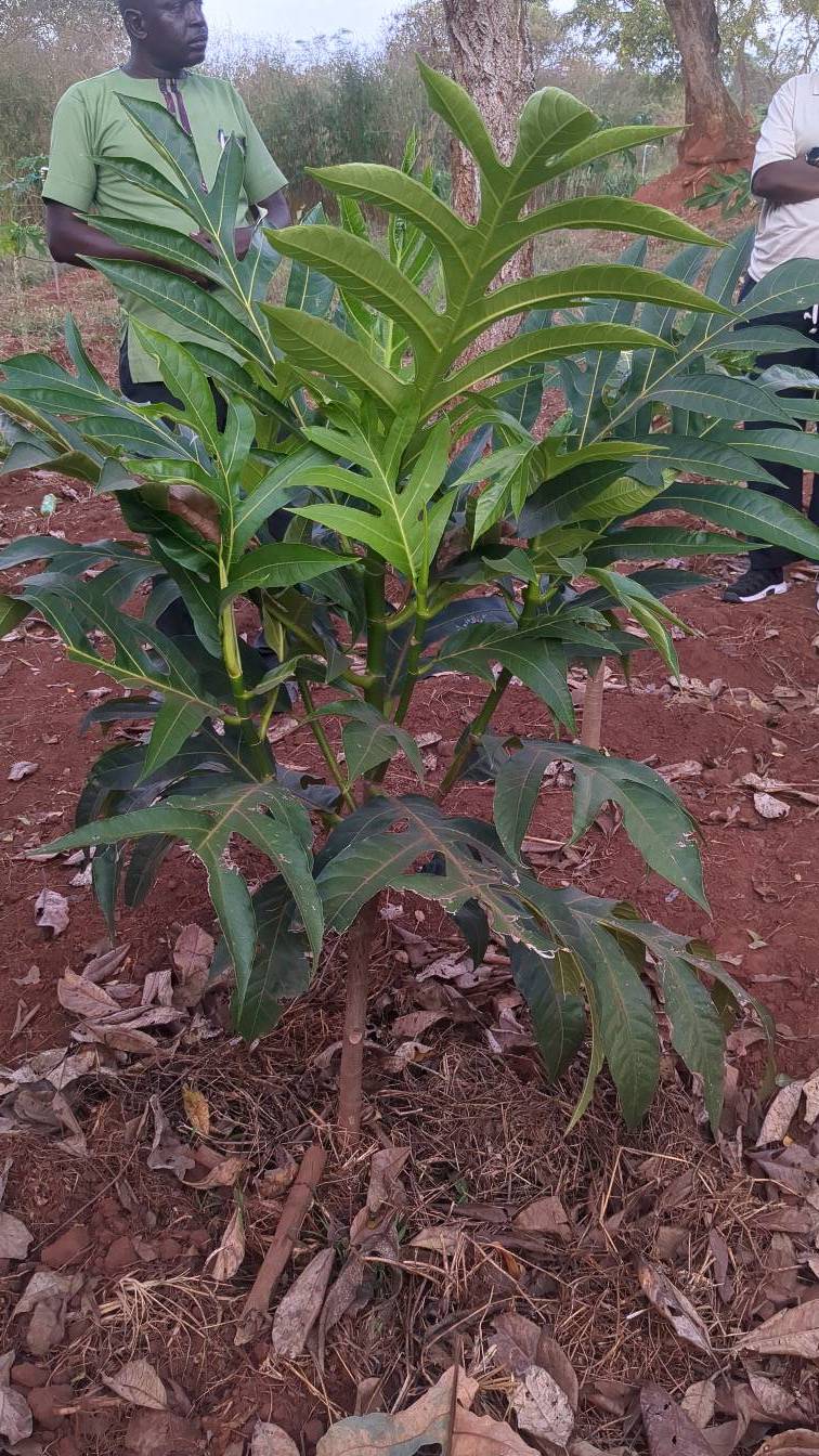 tree