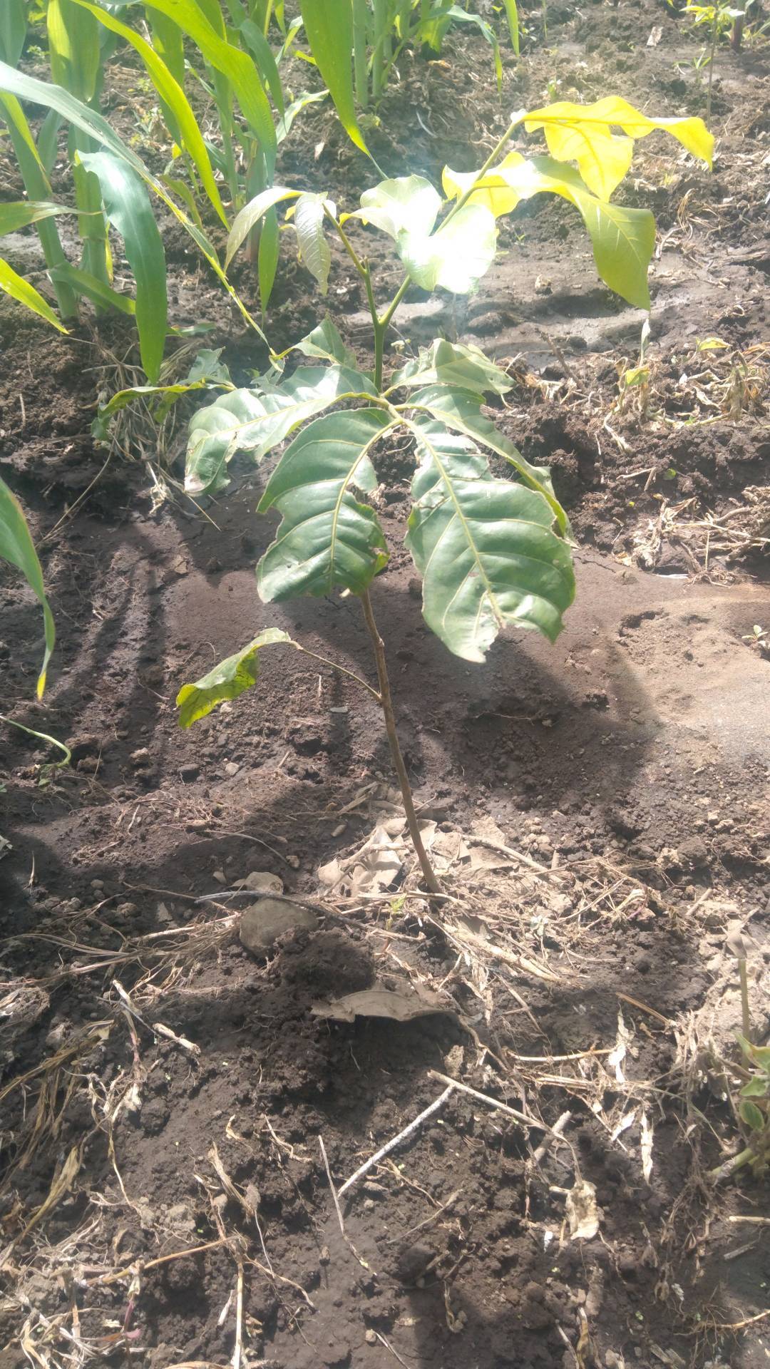 tree