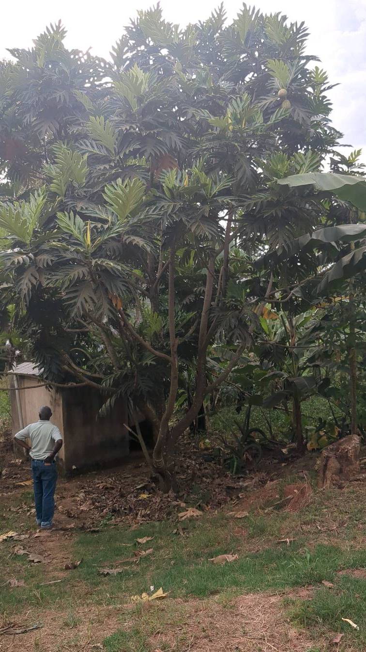 tree