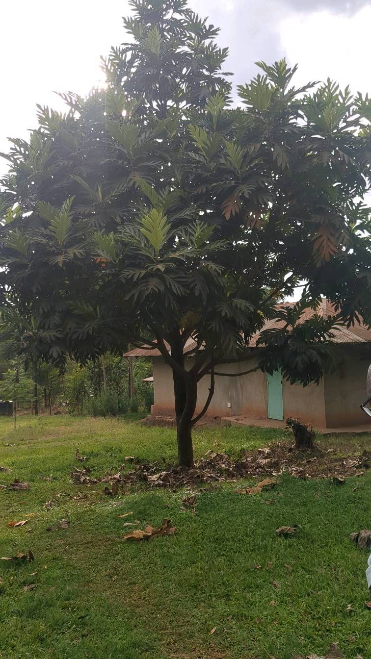 tree