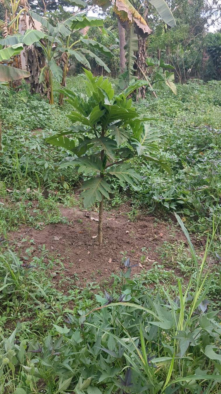 tree