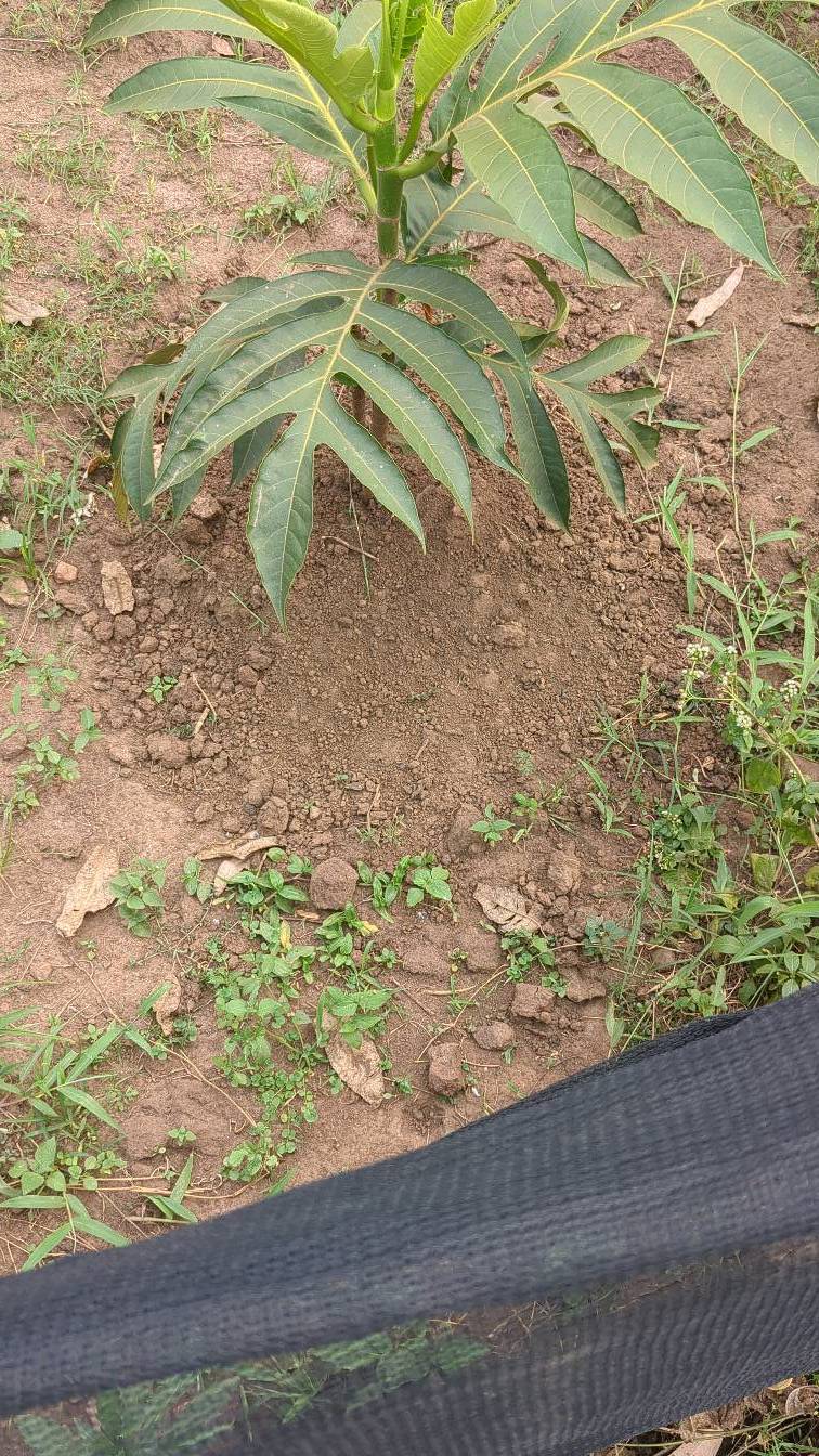 tree