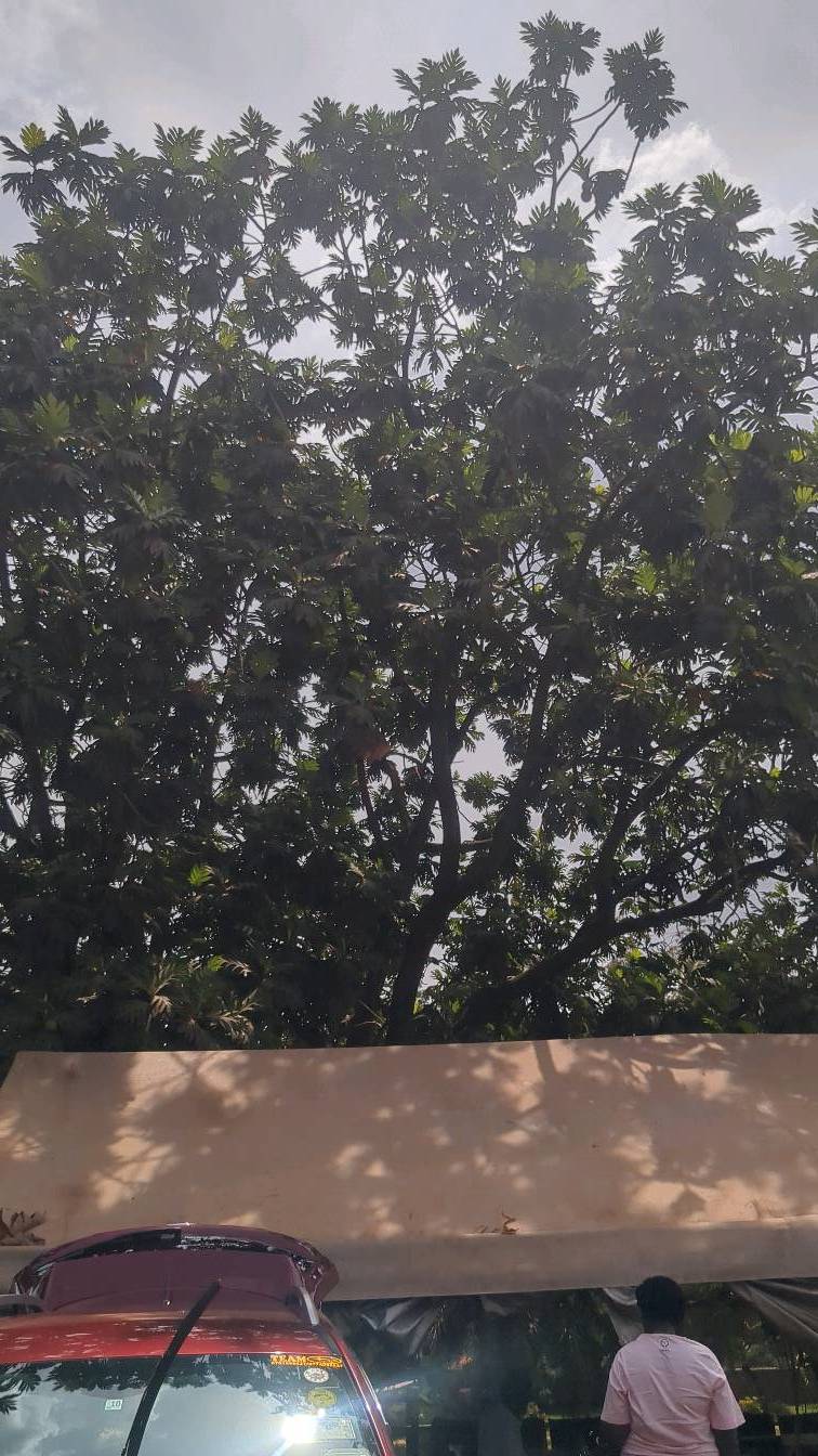 tree