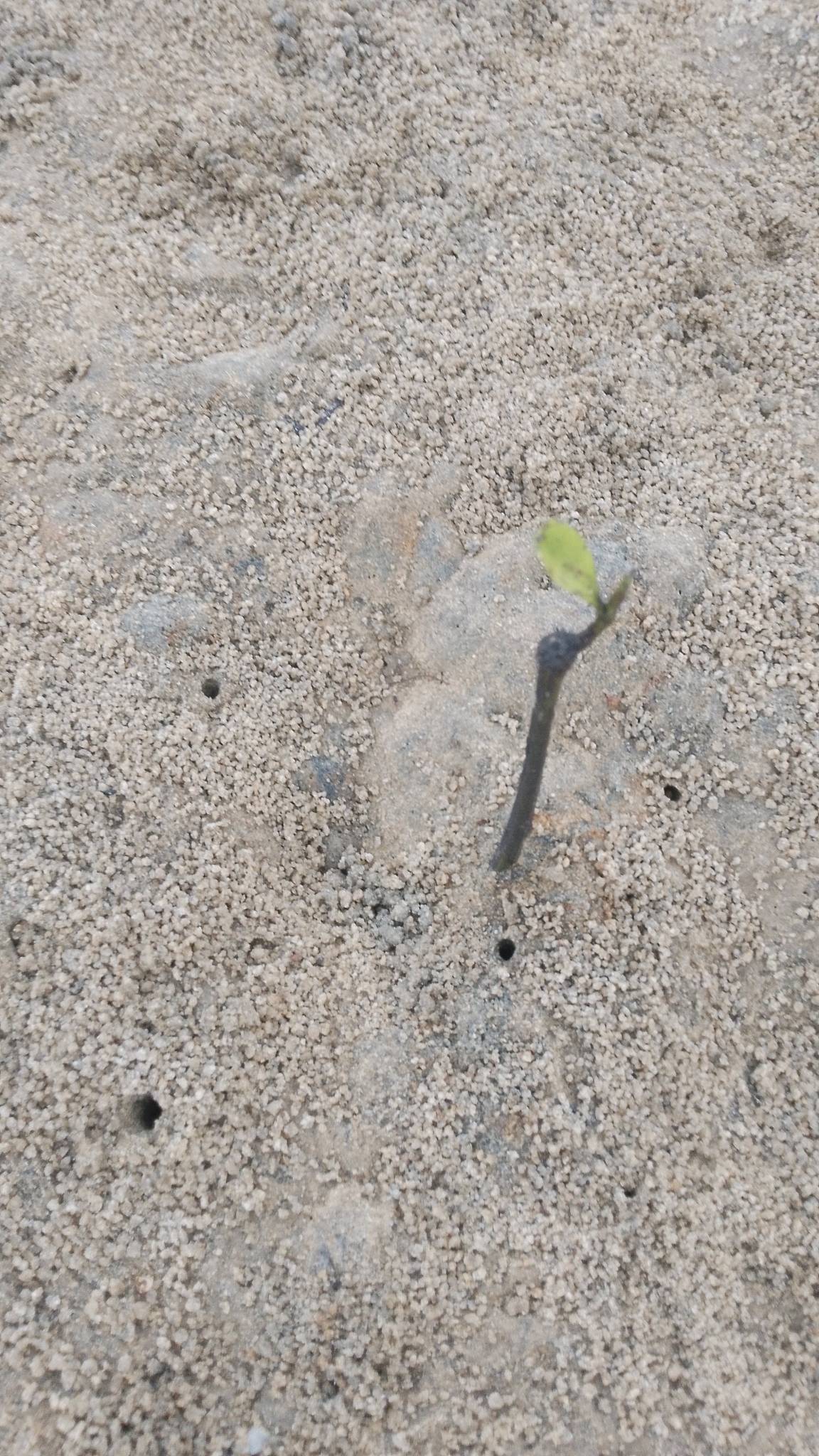 tree