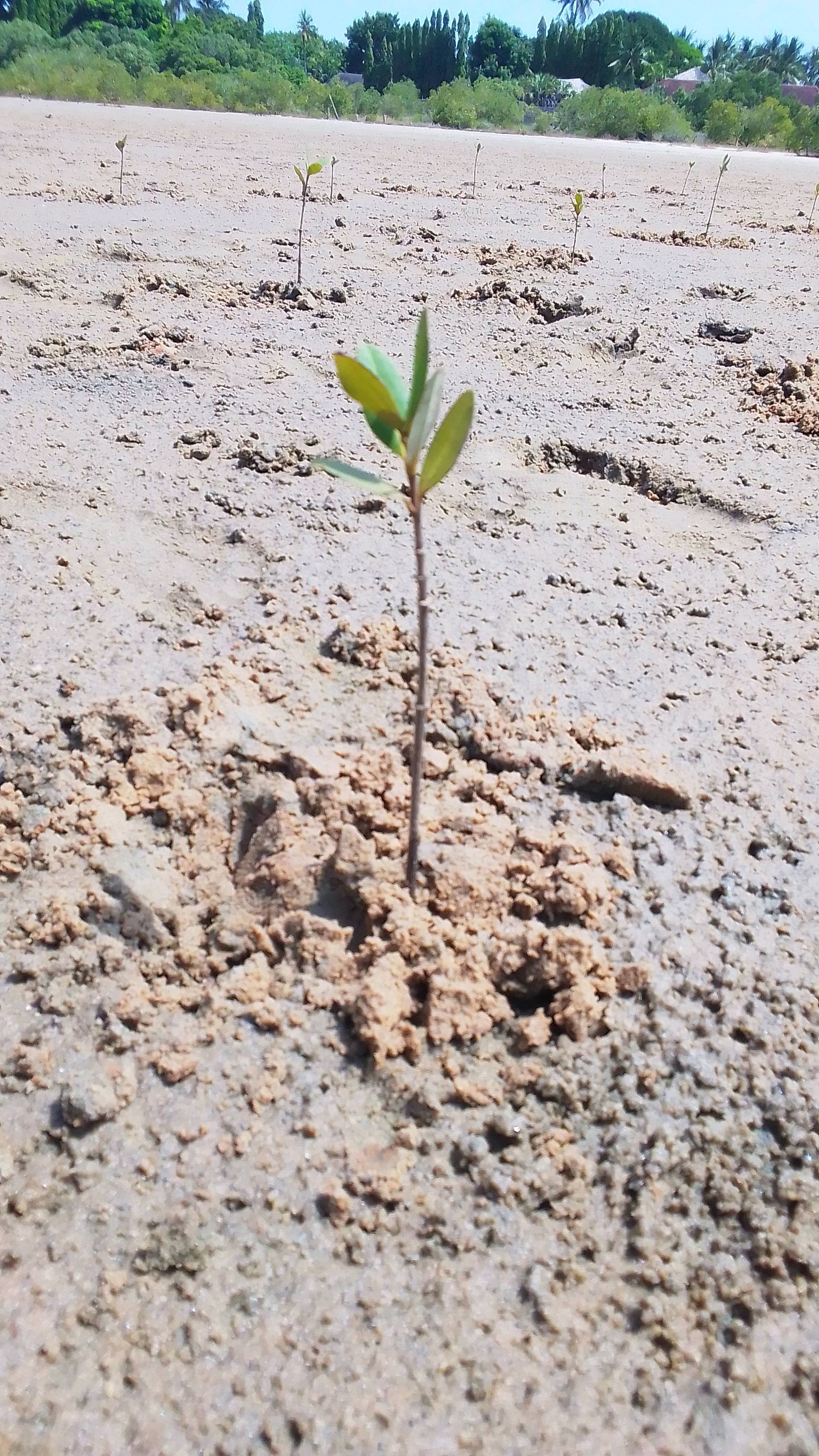 tree