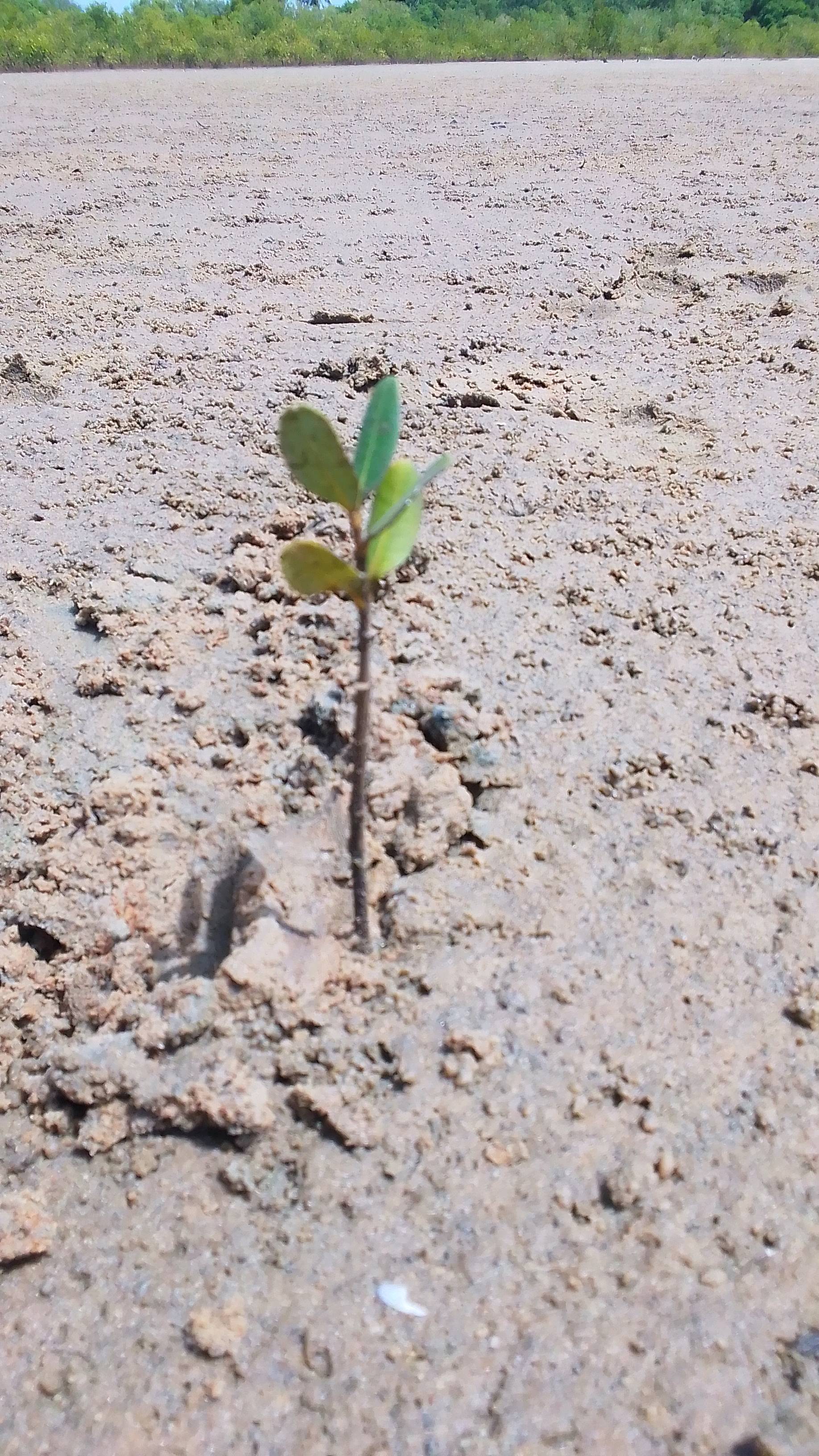 tree