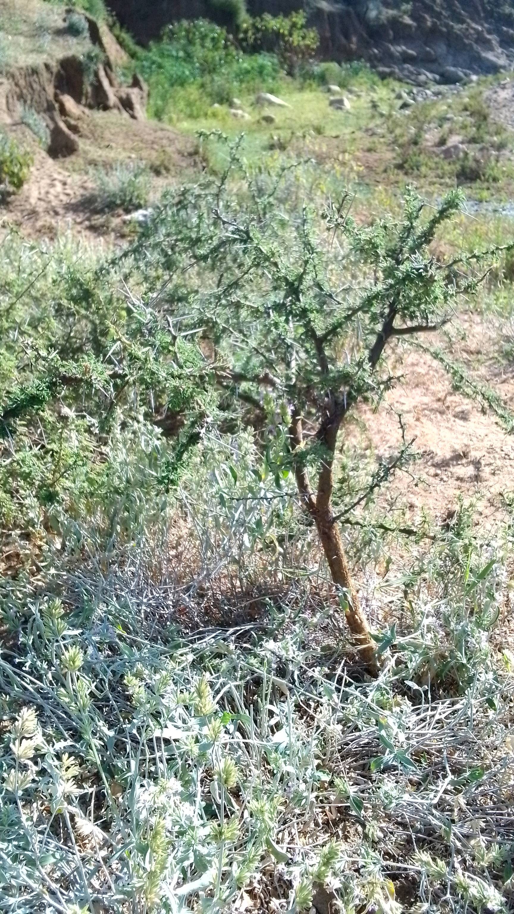 tree
