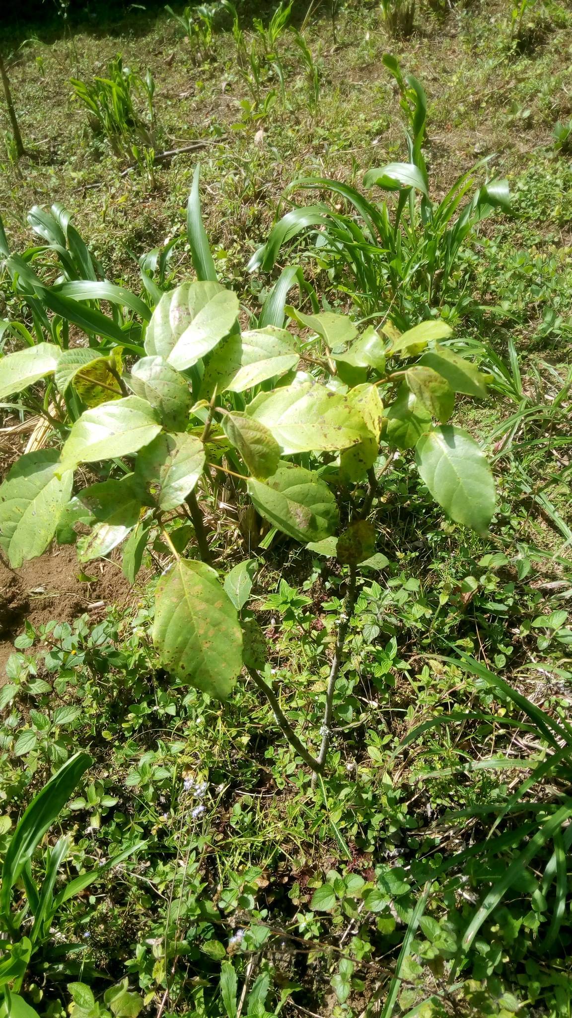 tree