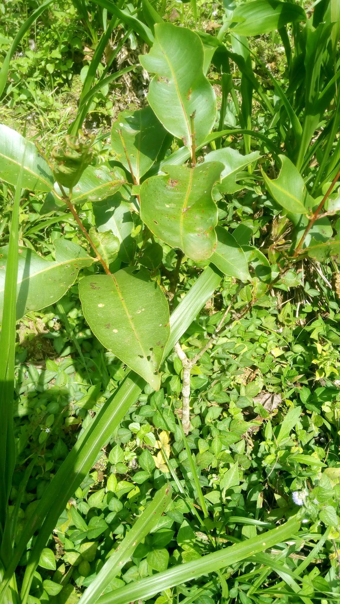 tree