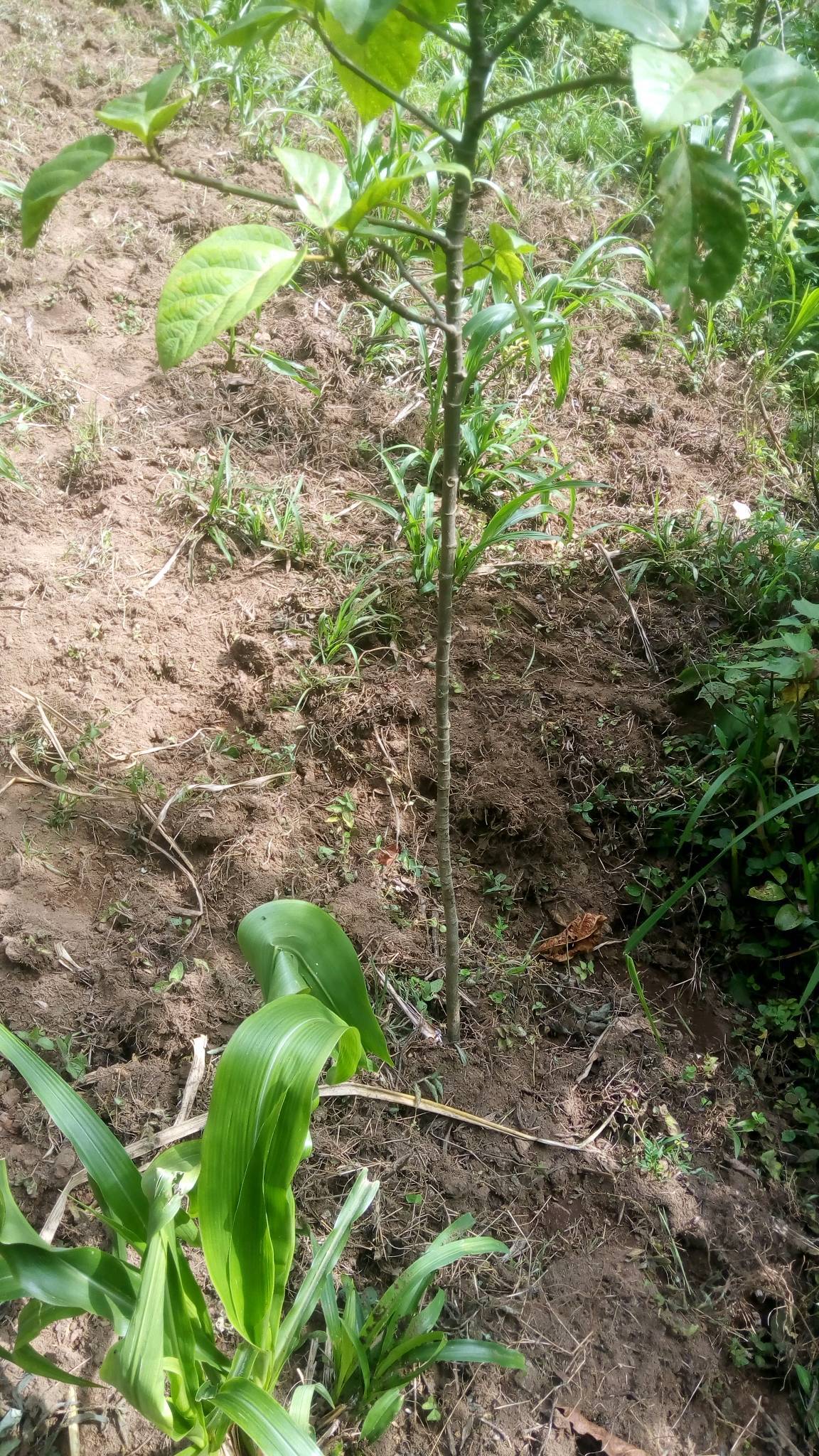 tree