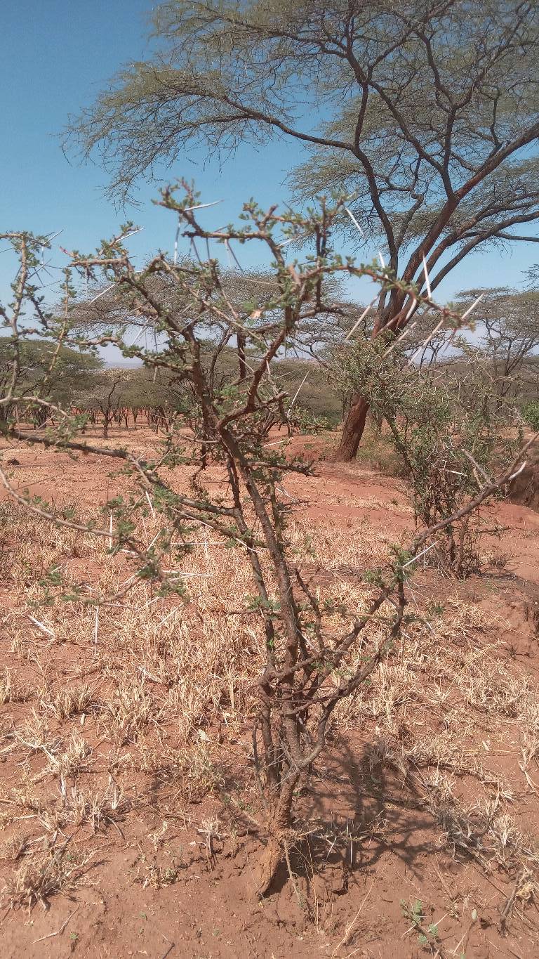 tree