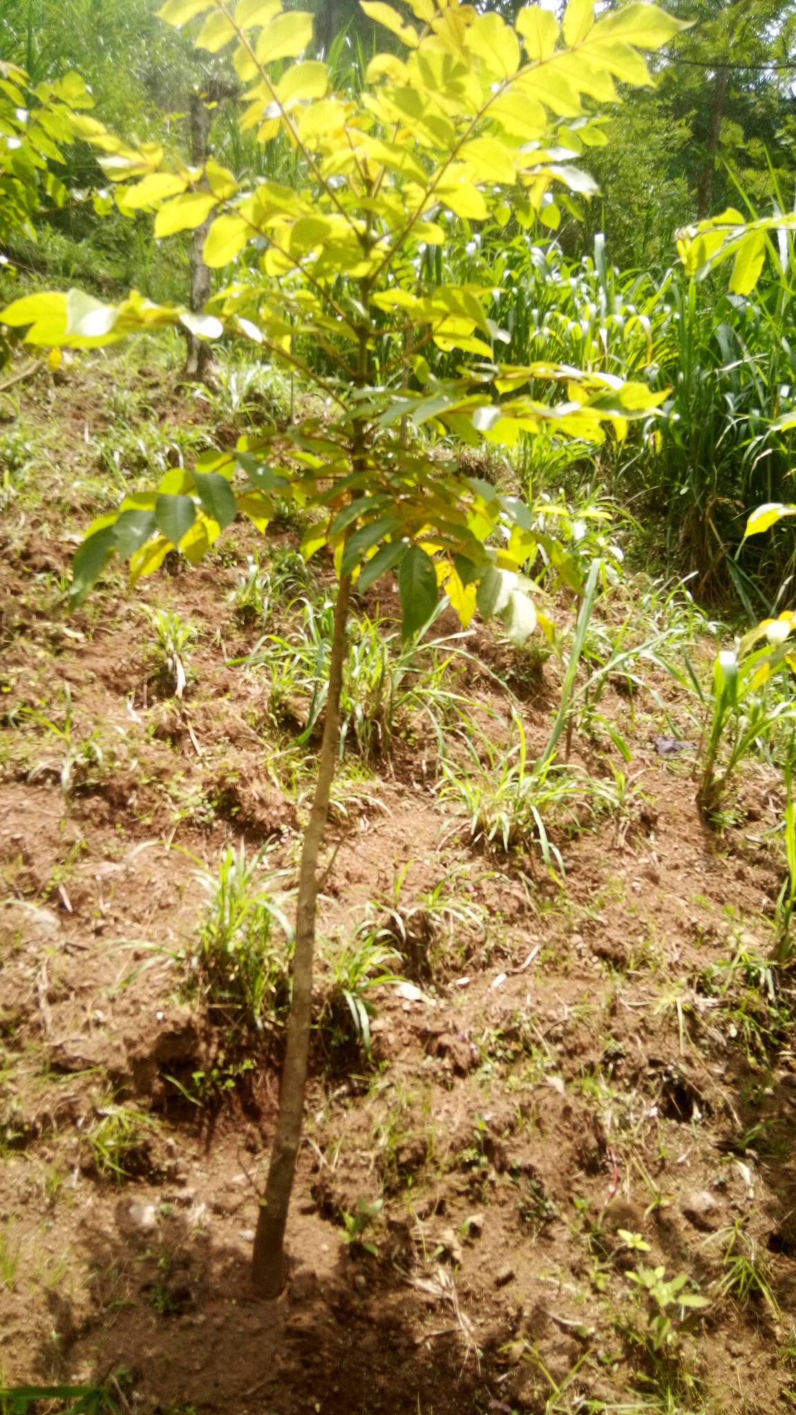 tree