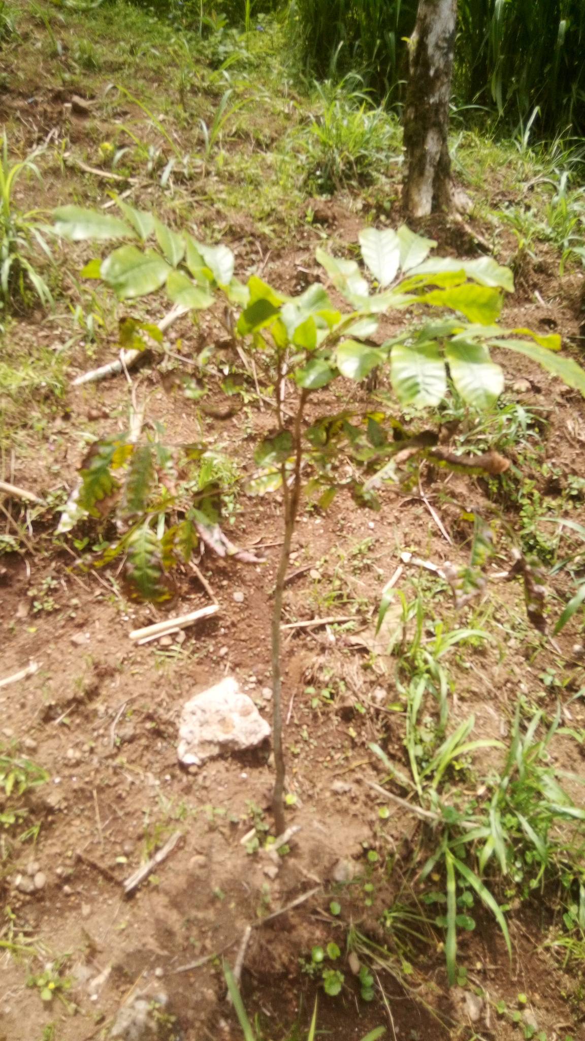 tree