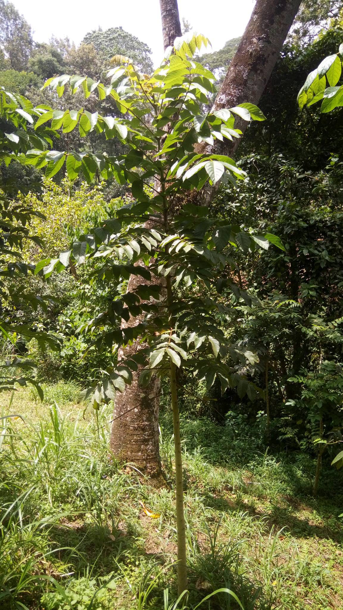 tree