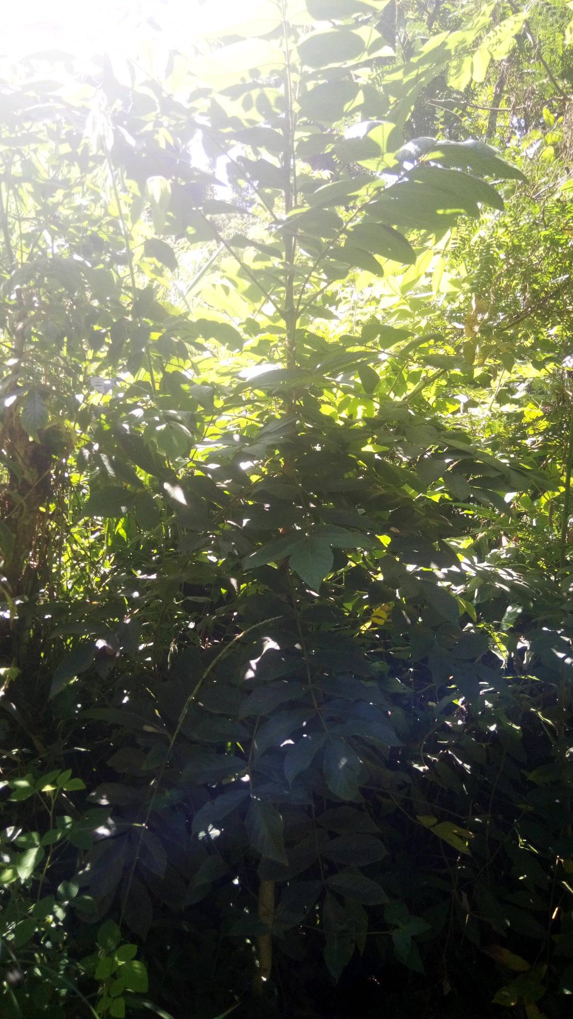 tree