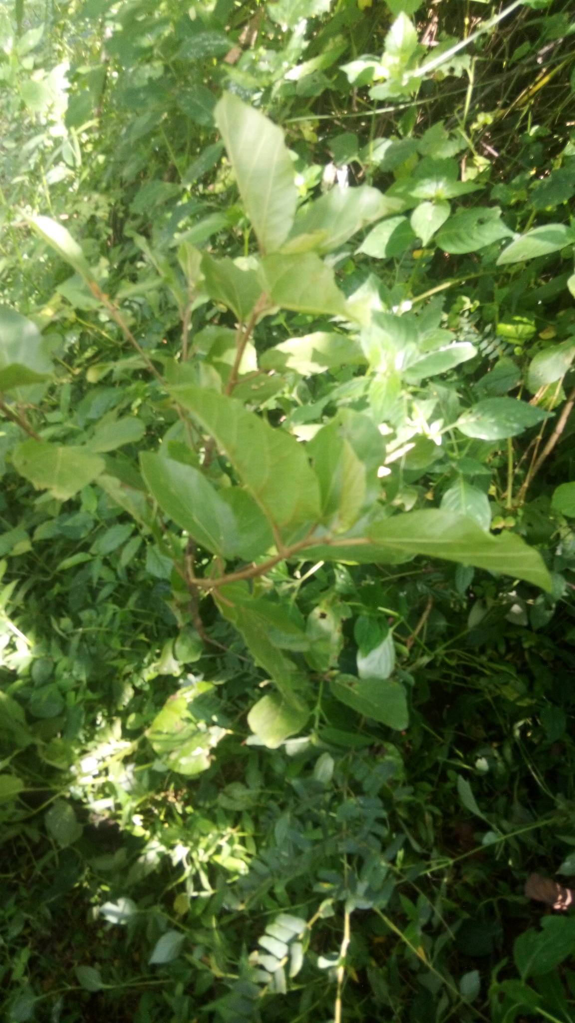 tree