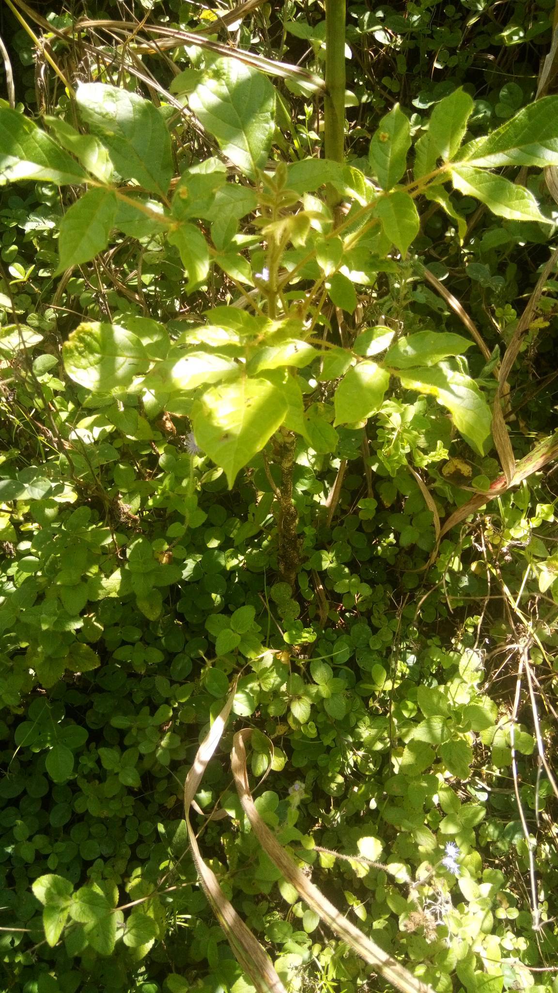 tree