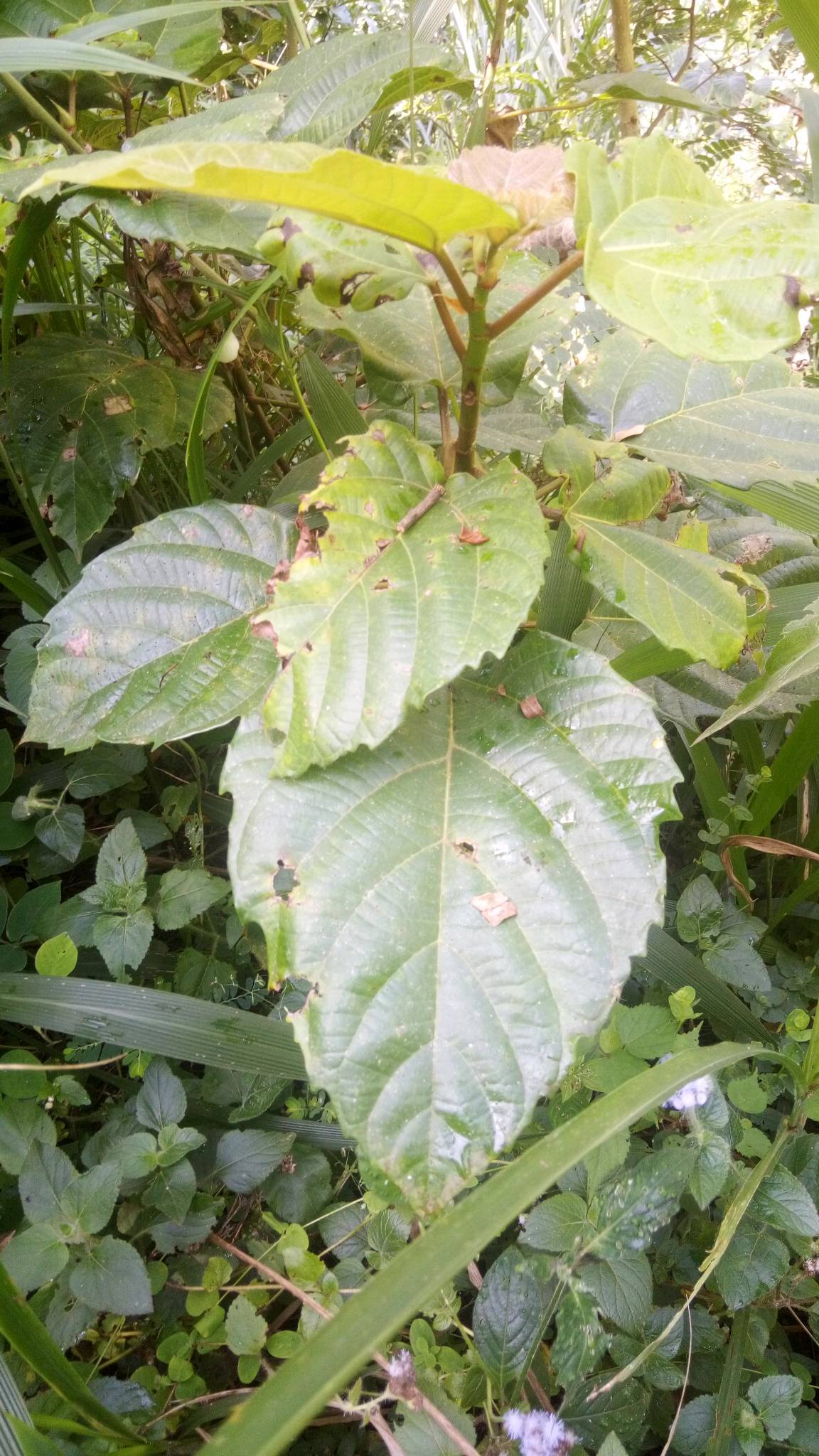 tree