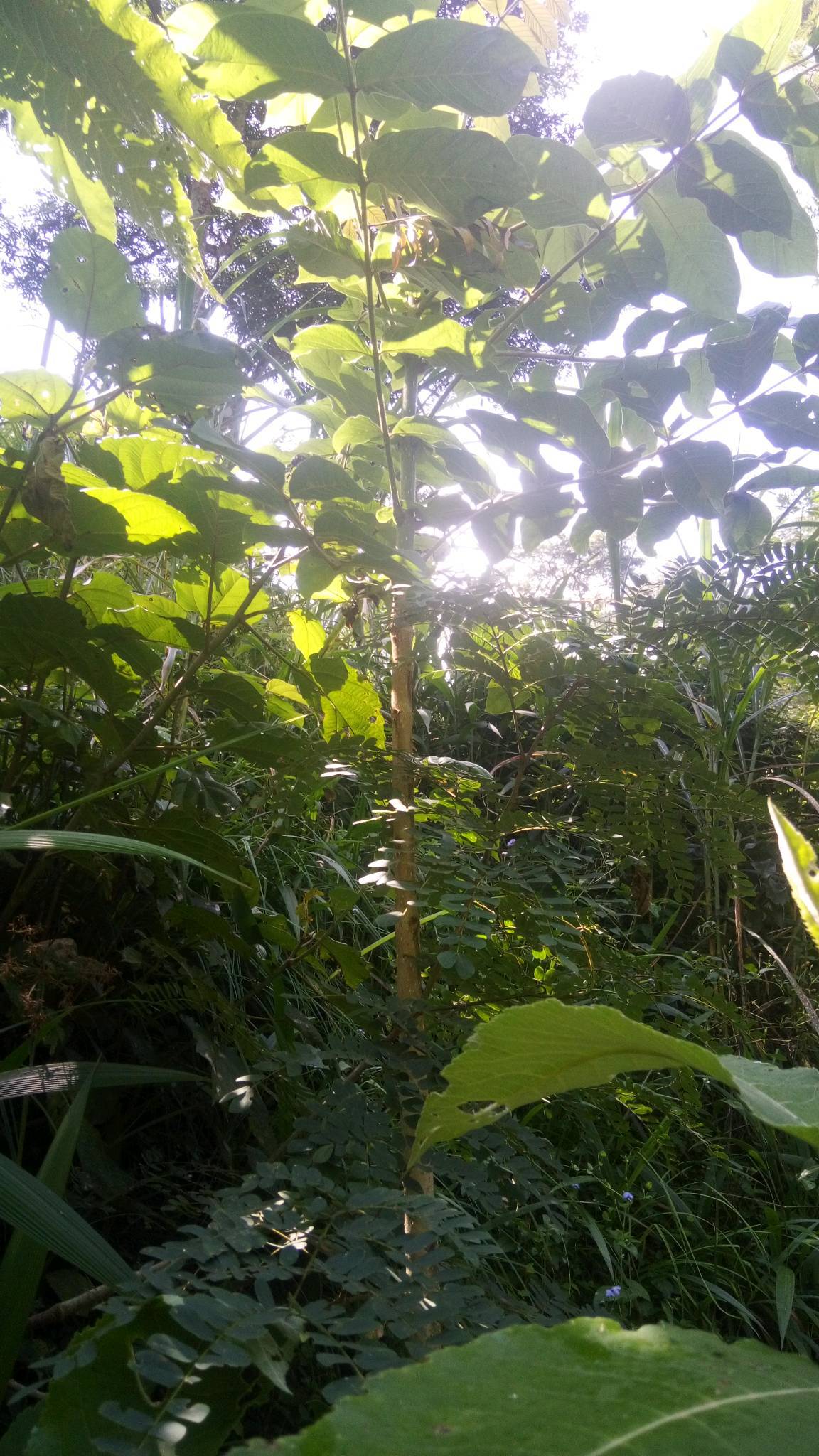 tree