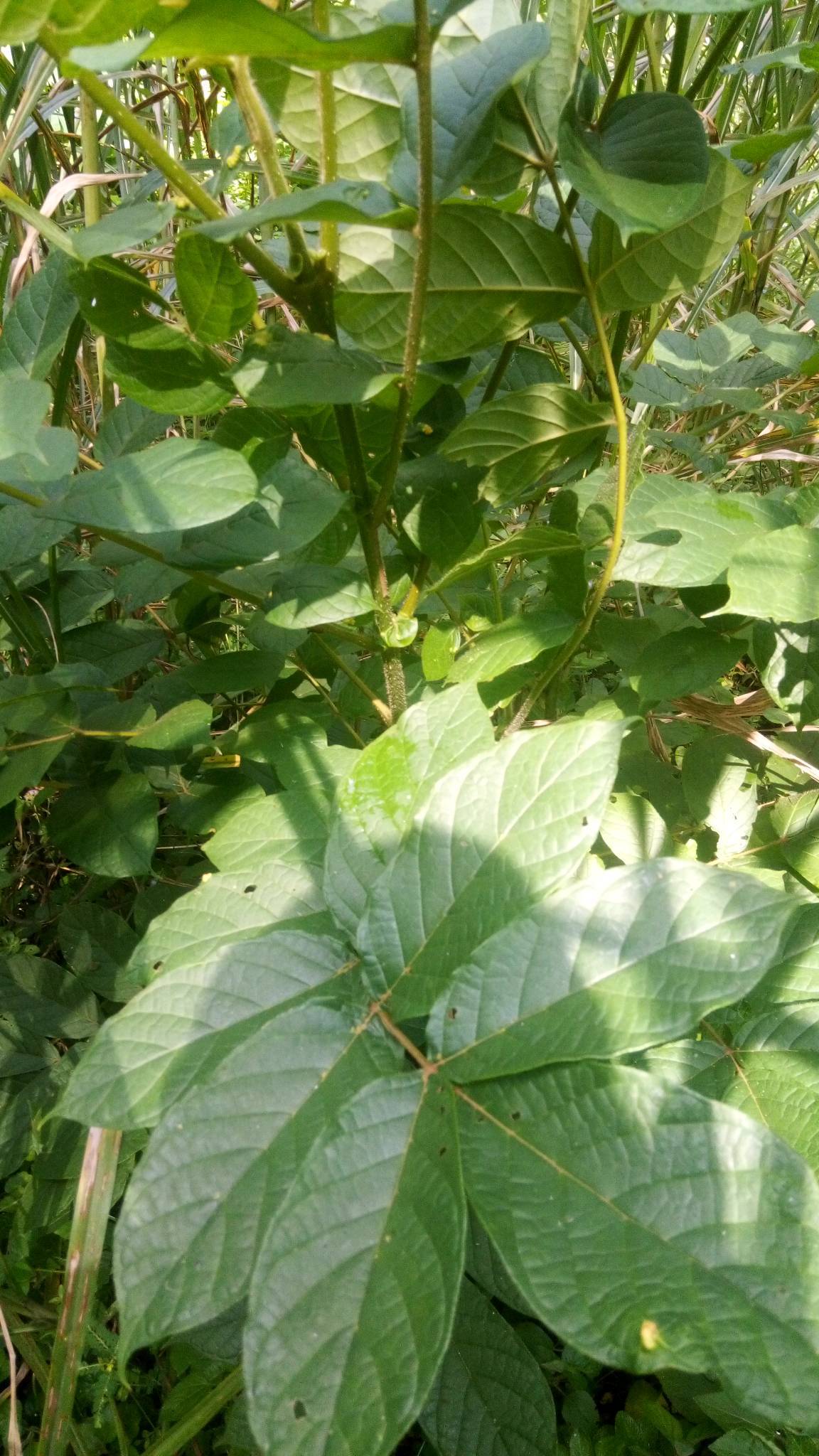 tree