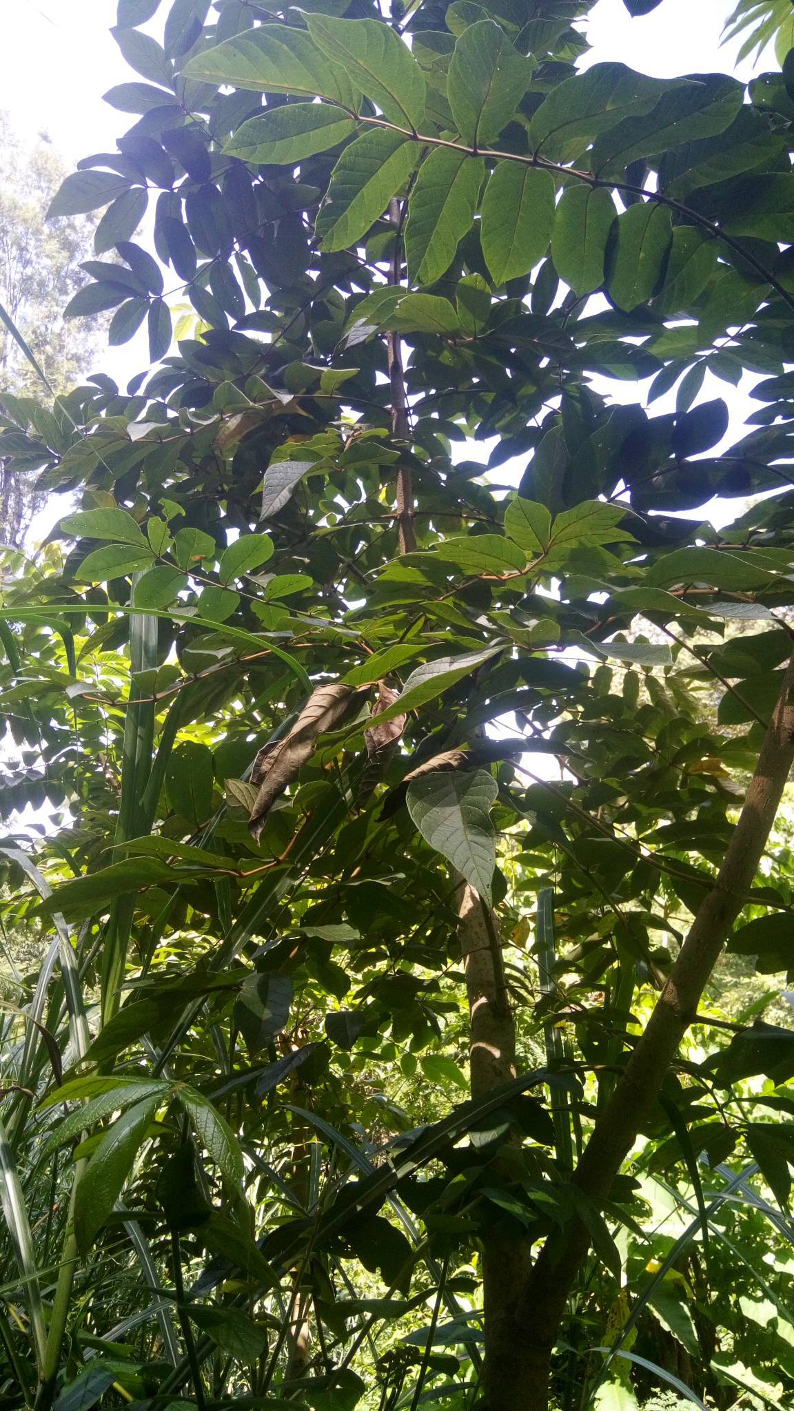 tree