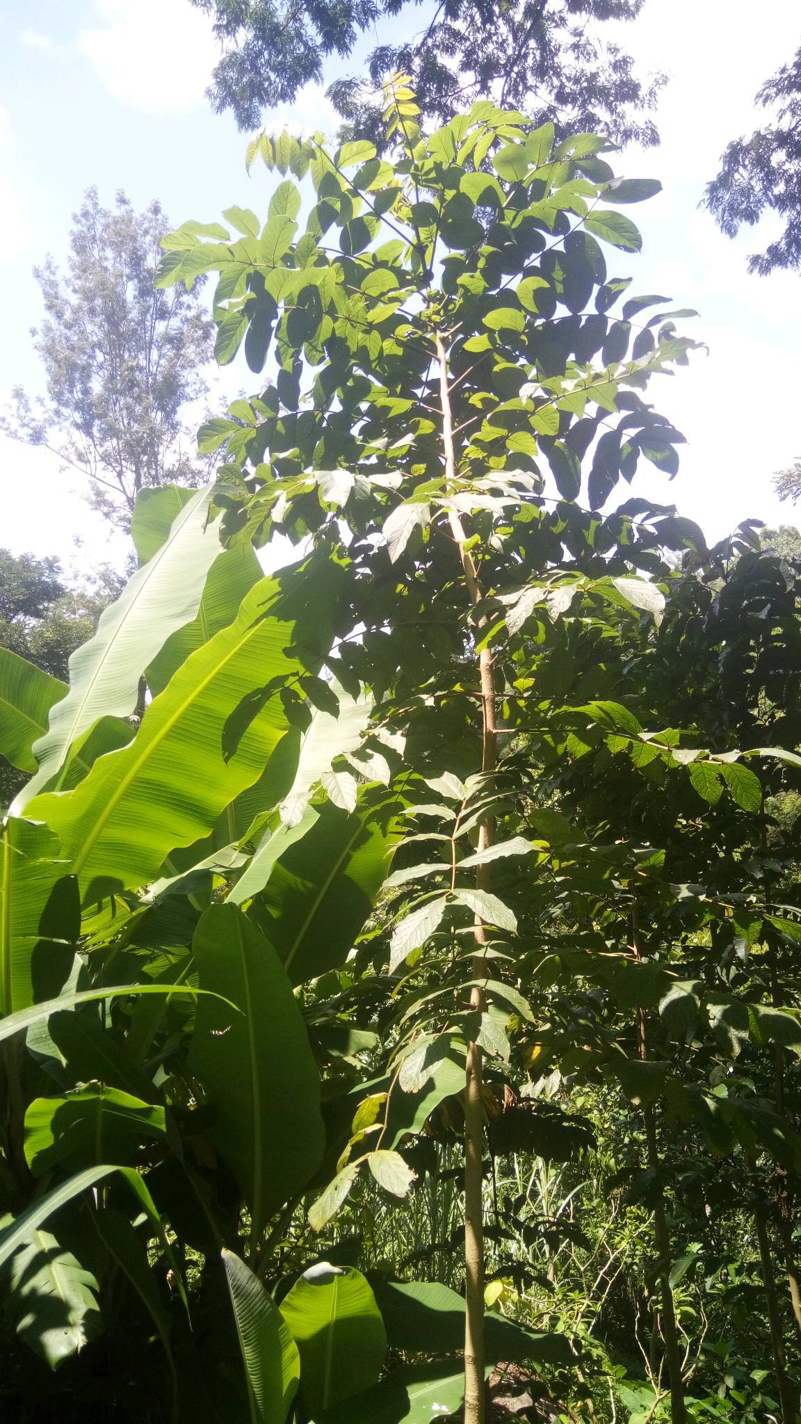 tree