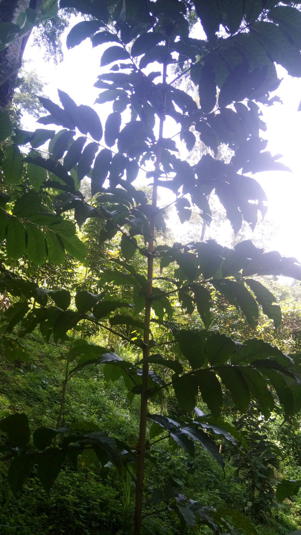 tree