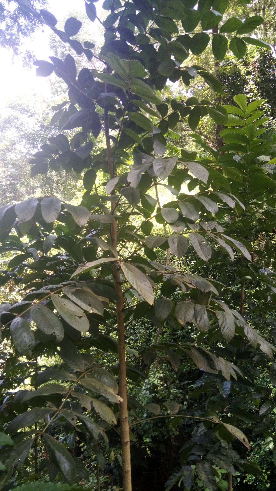 tree