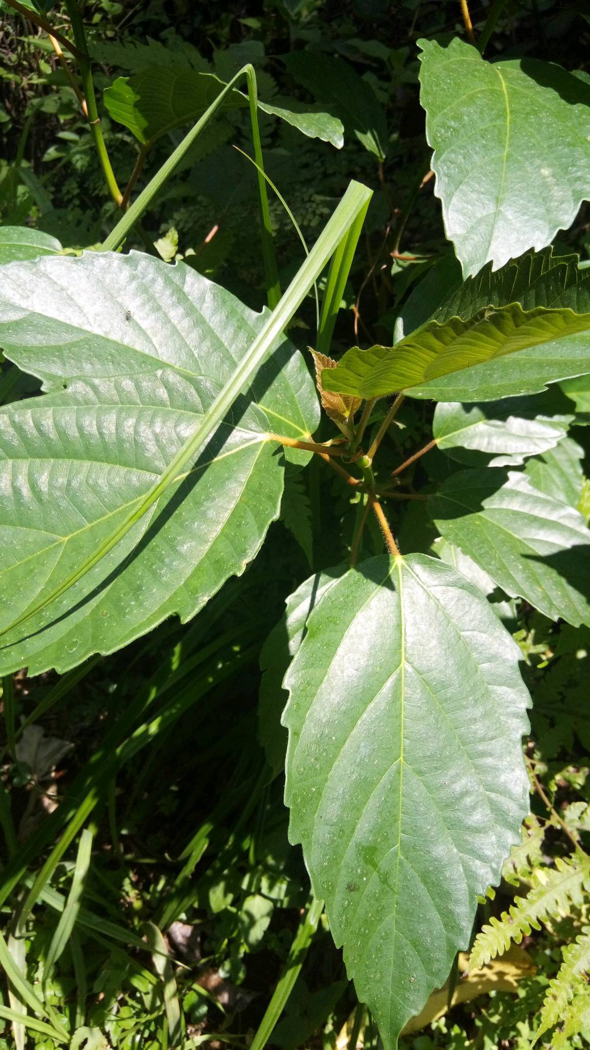 tree