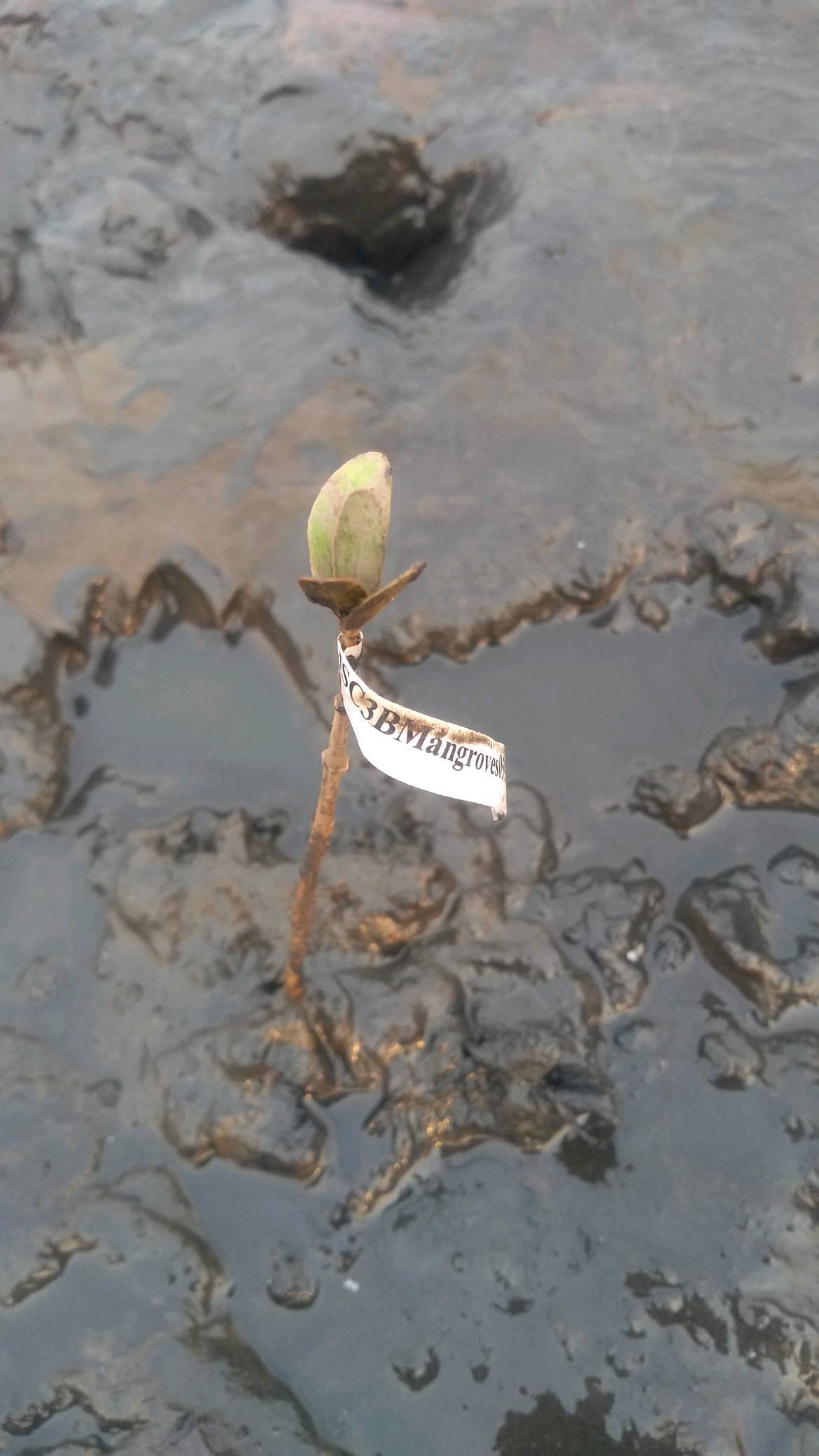 tree