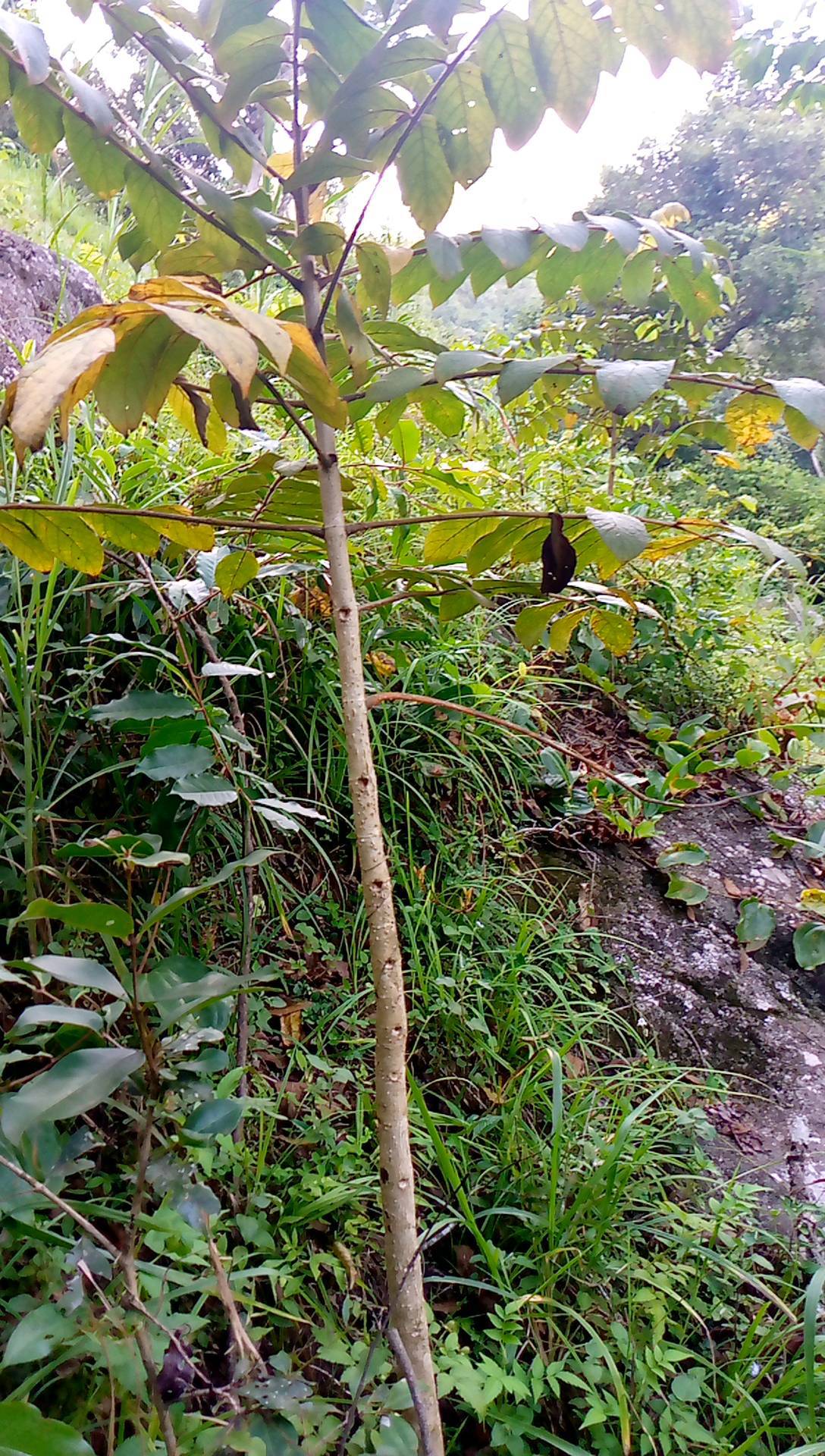tree