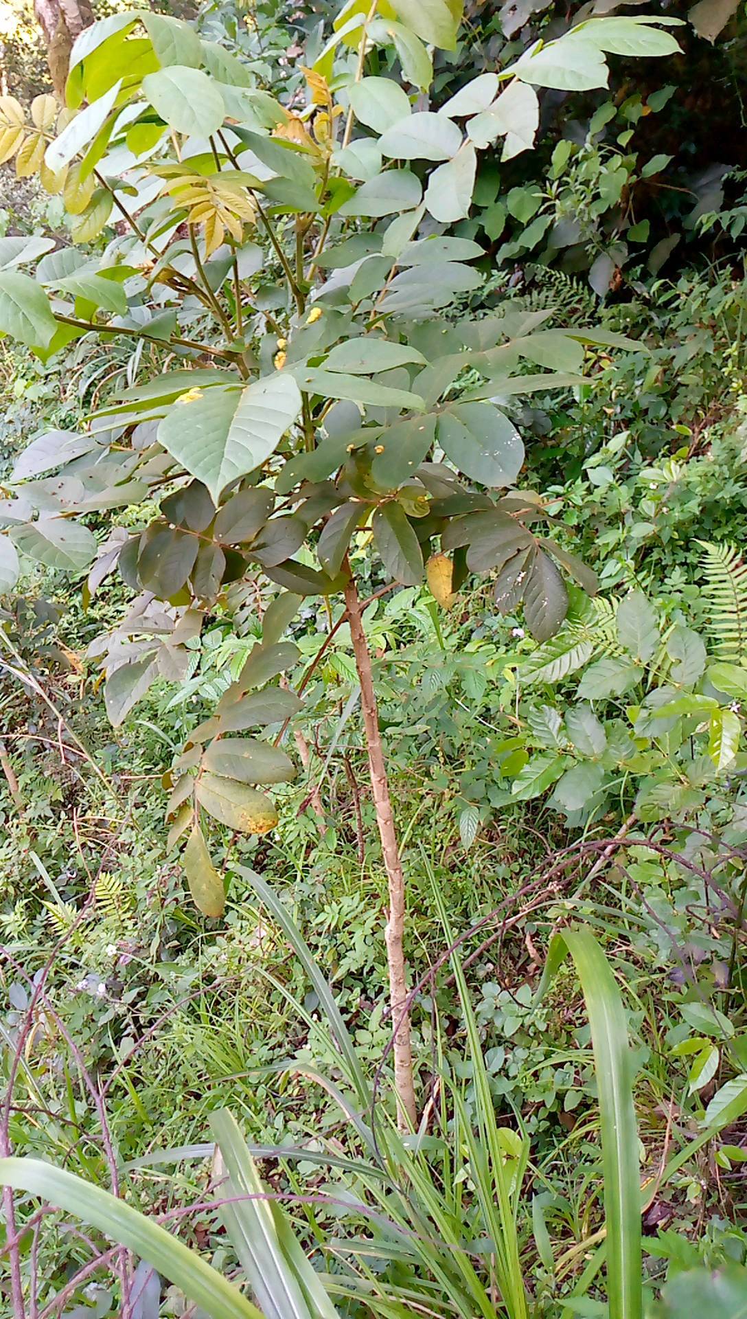 tree