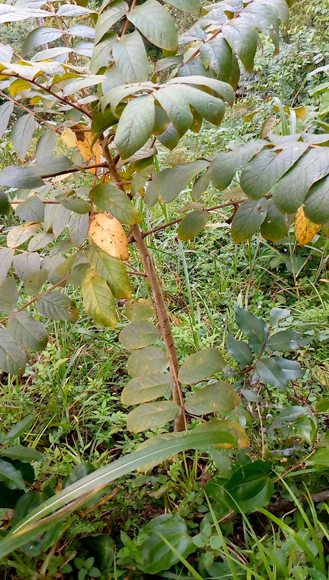 tree