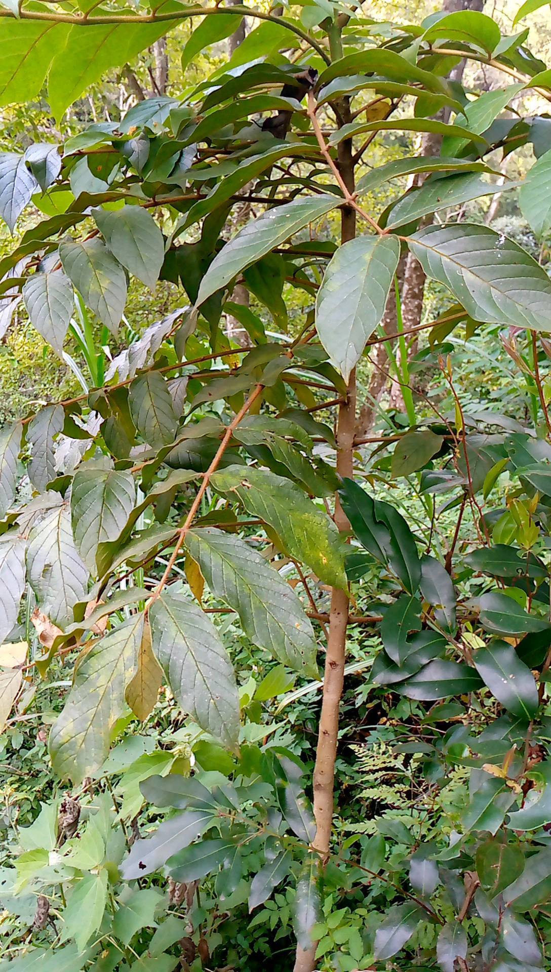 tree