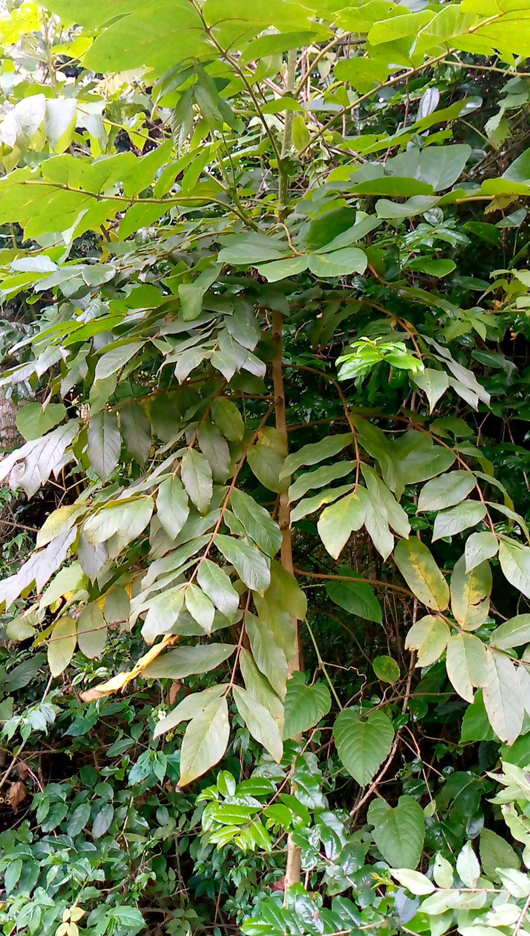 tree