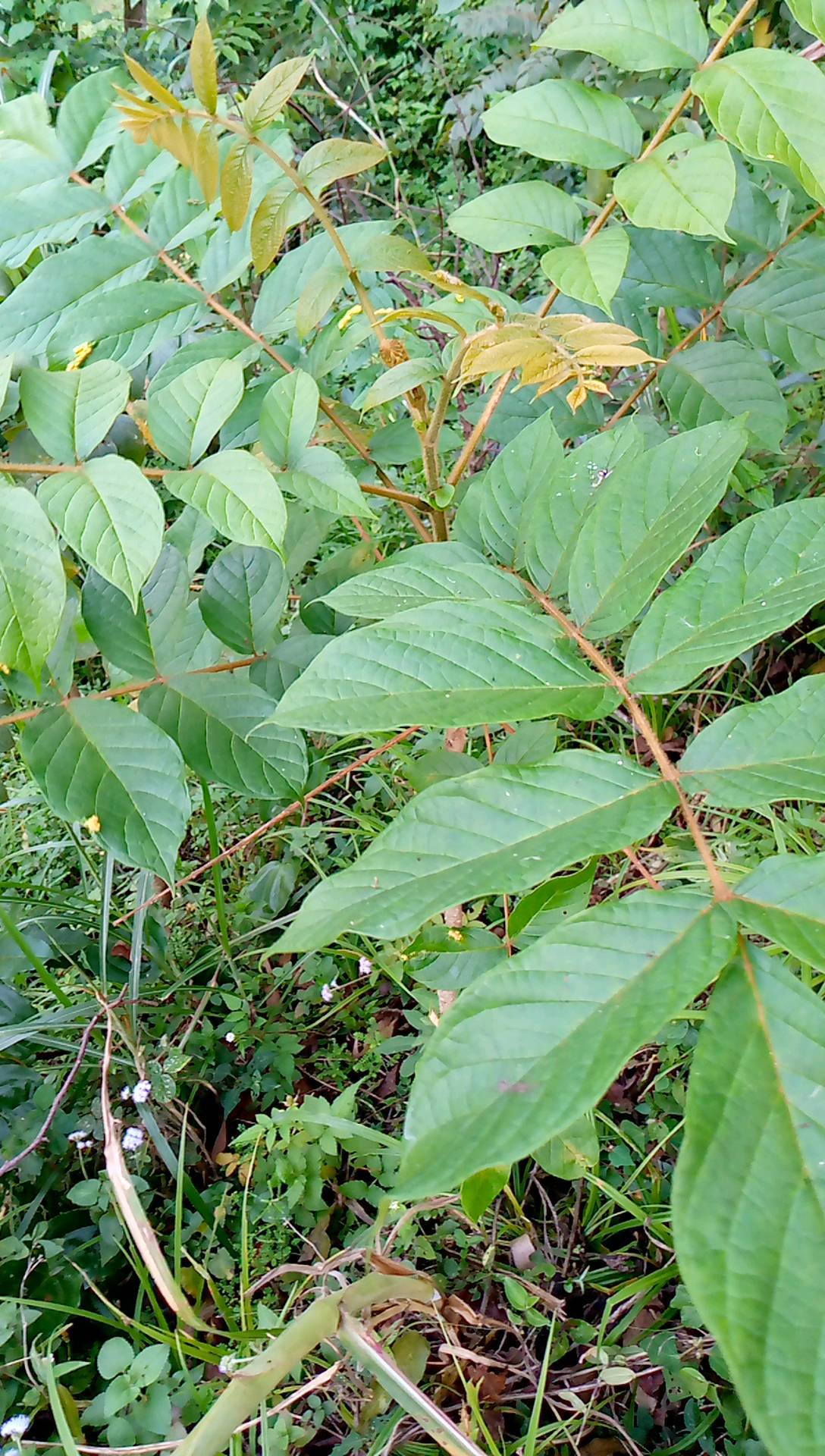 tree