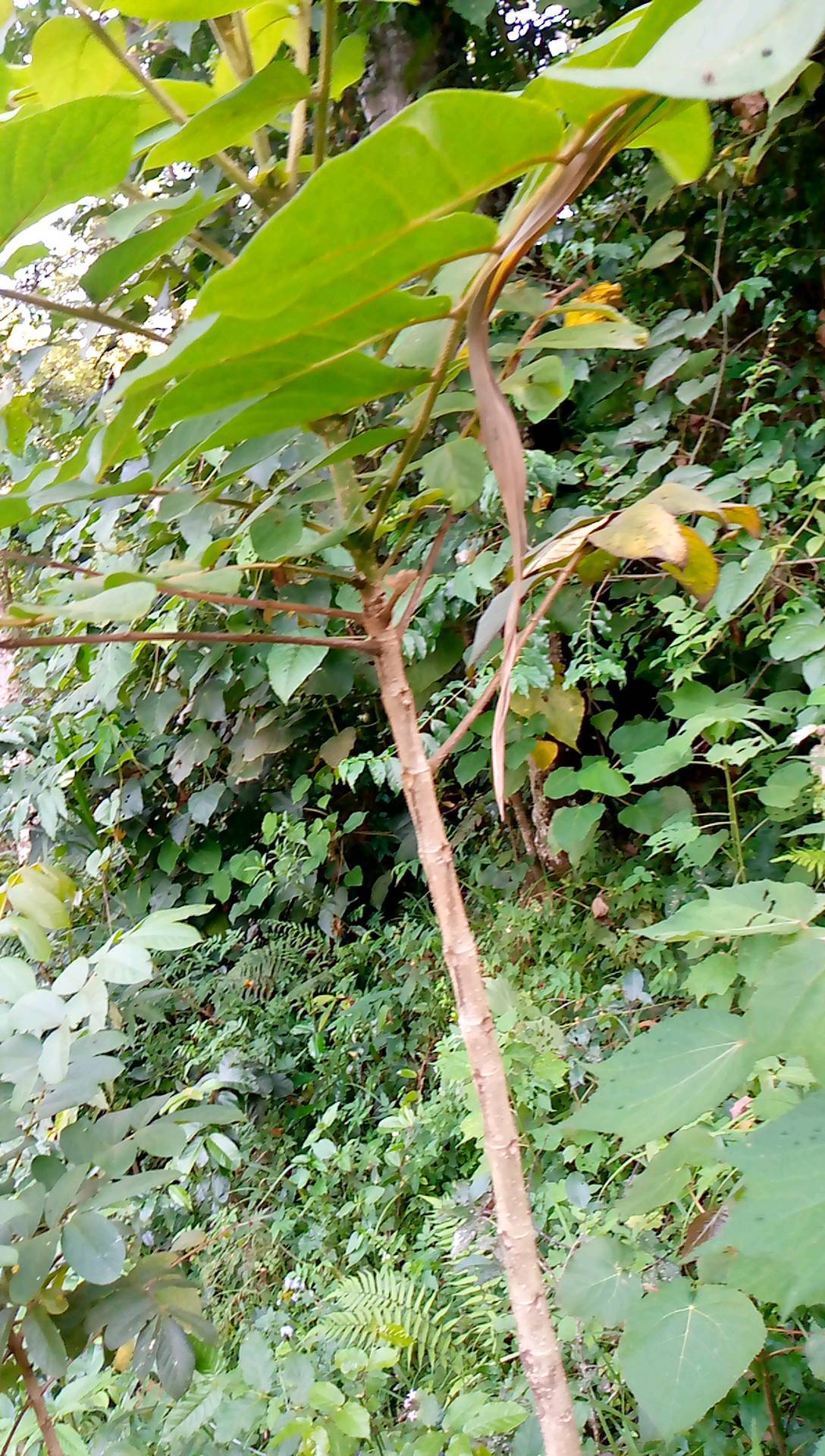 tree