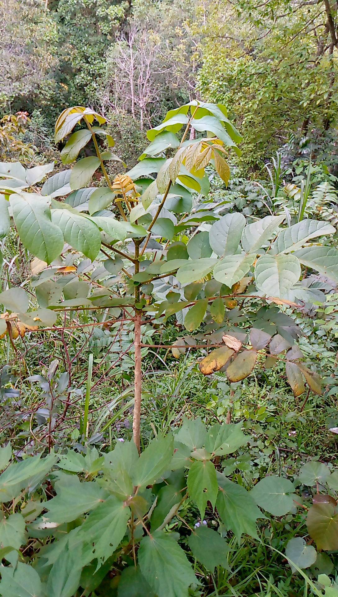 tree