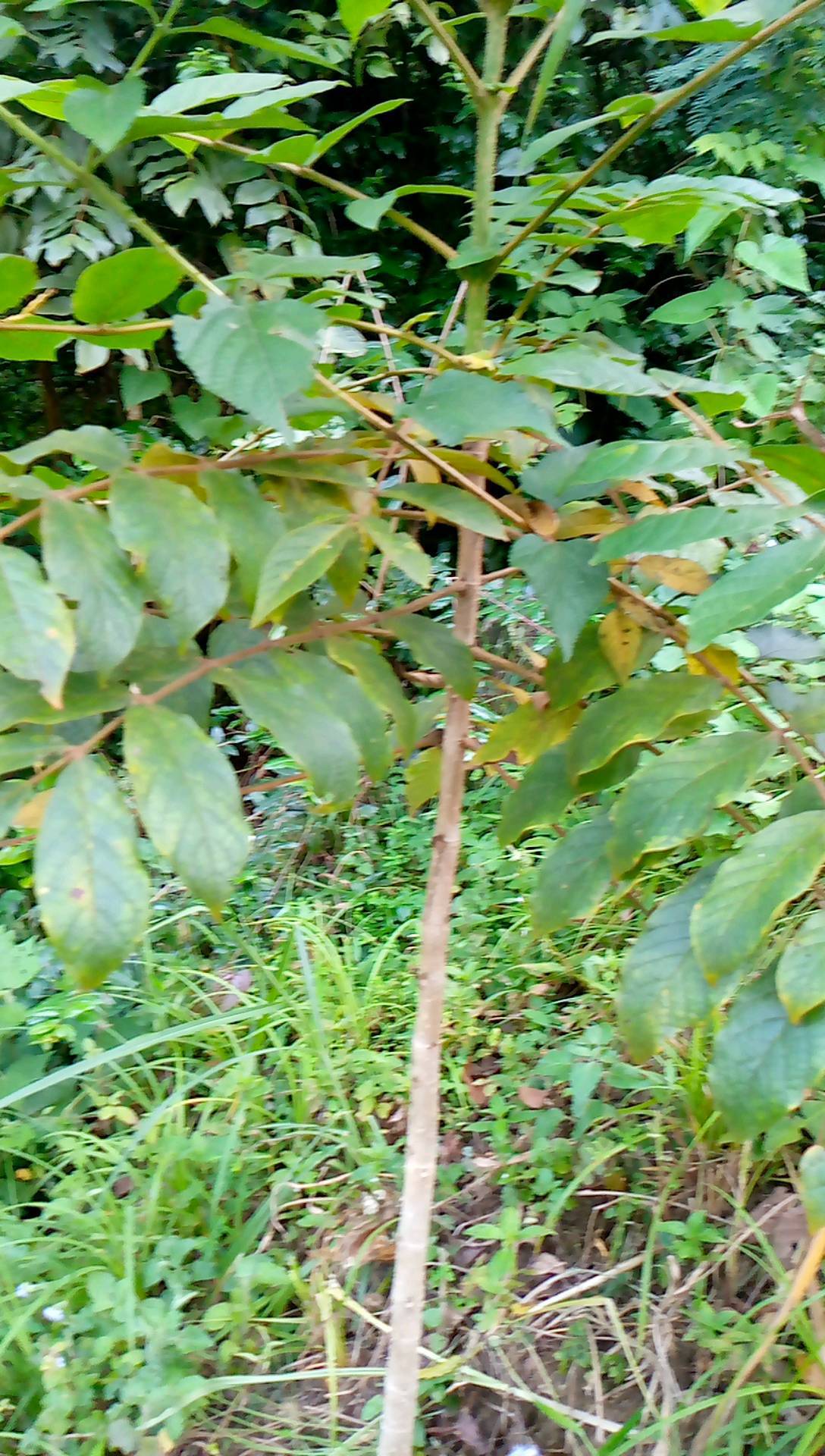 tree
