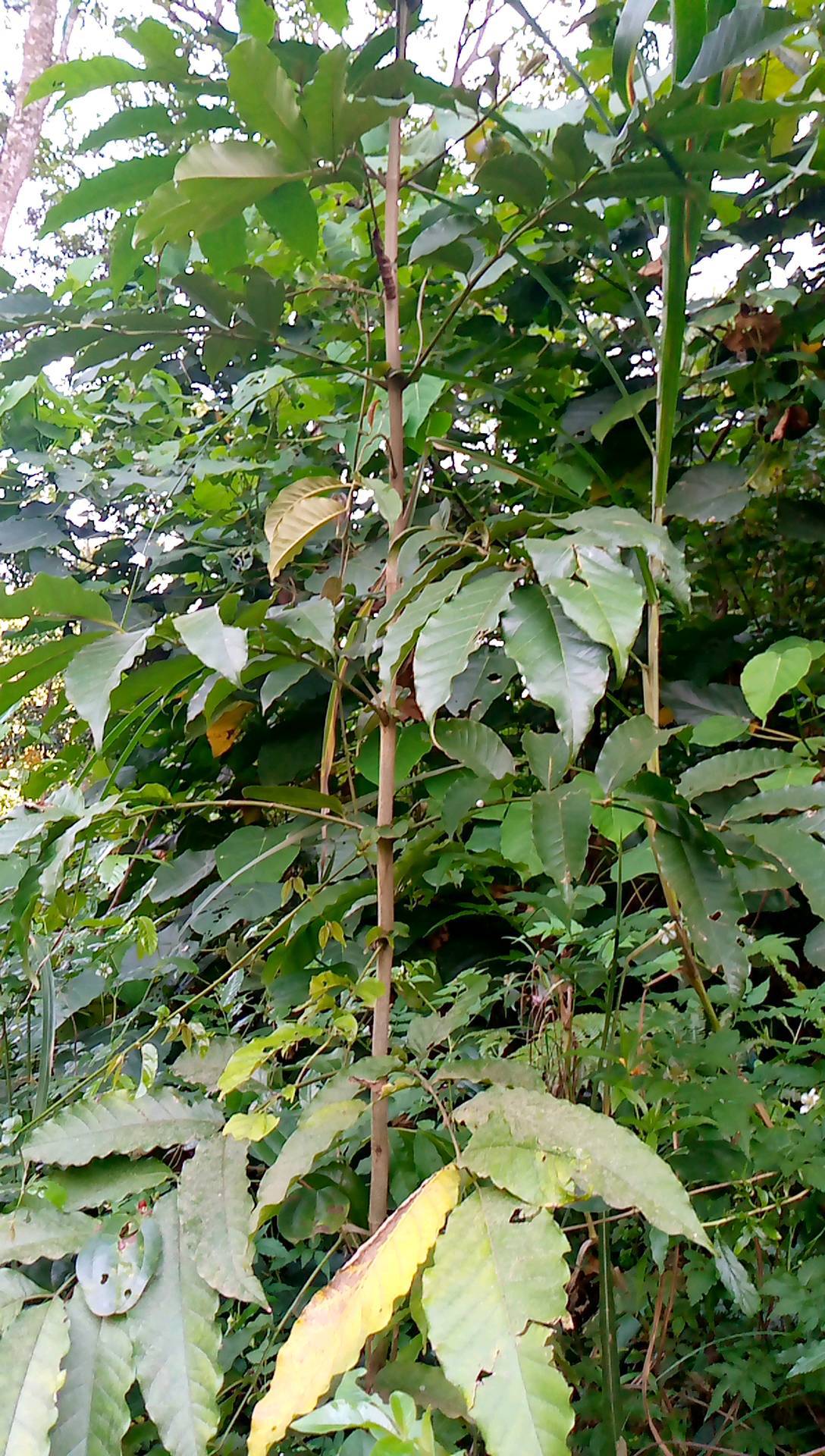 tree